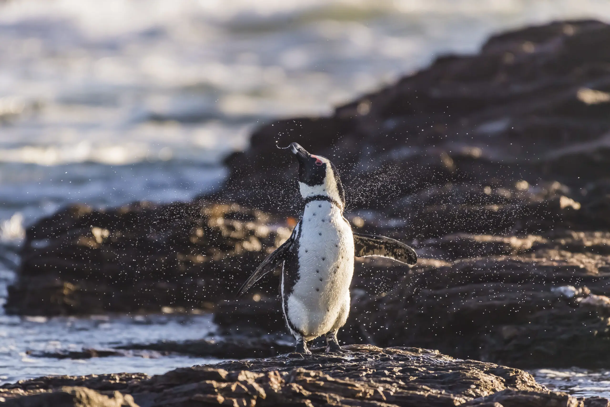 Wandbild (4447) Pinguin “Wolfgang” präsentiert: Tiere,Pinguine