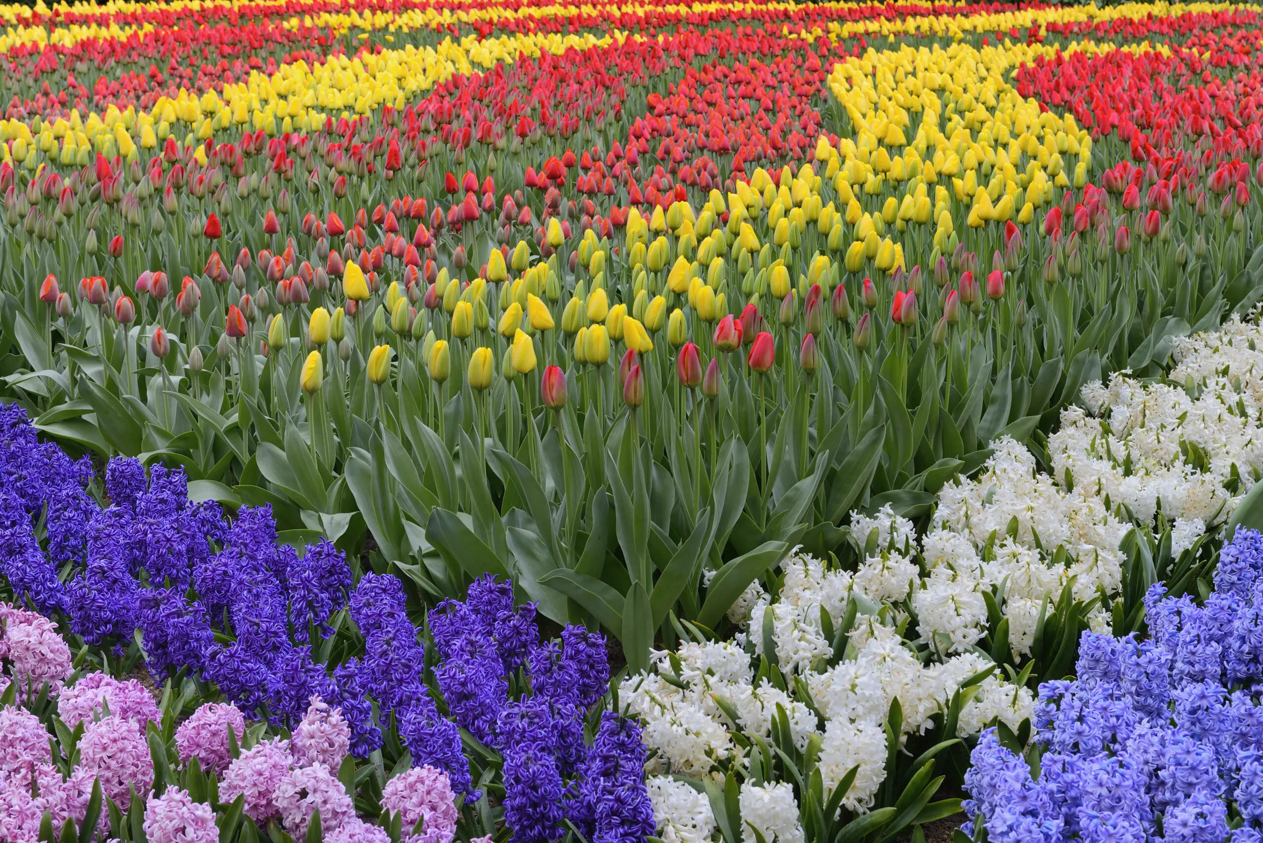 Wandbild (4689) Dörr C. – Tulpen und Hyazinthen präsentiert: Natur,Landschaften,Blumen und Blüten,Parkanlagen und Gärten,Detailaufnahmen,Frühling