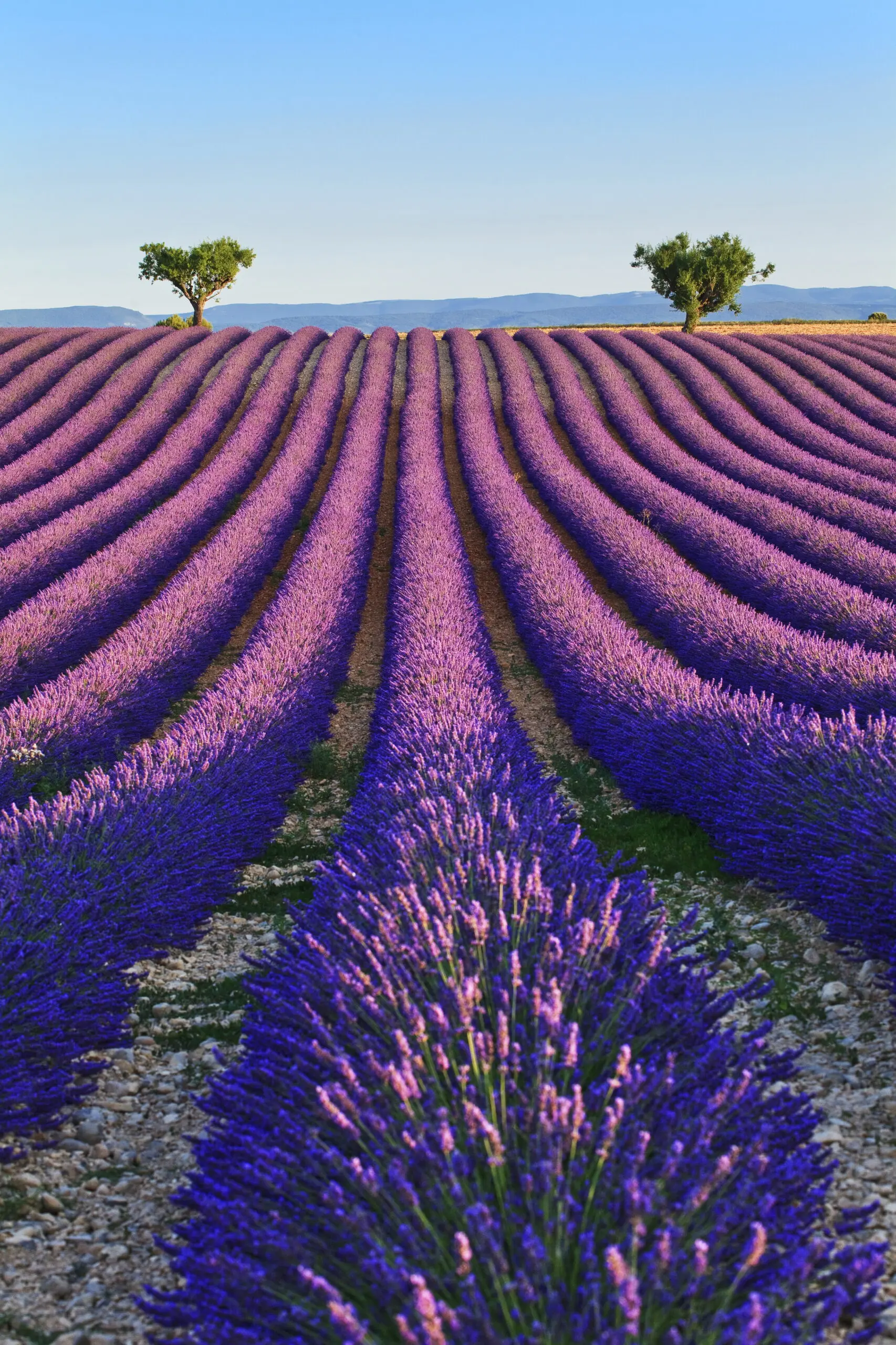 Wandbild (4600) Vaccarella Luigi – Lavender fields 2 präsentiert: Natur,Landschaften,Bäume,Blumen und Blüten,Sonstige Pflanzen,Sommer,Wege,Frühling,Luftaufnahmen