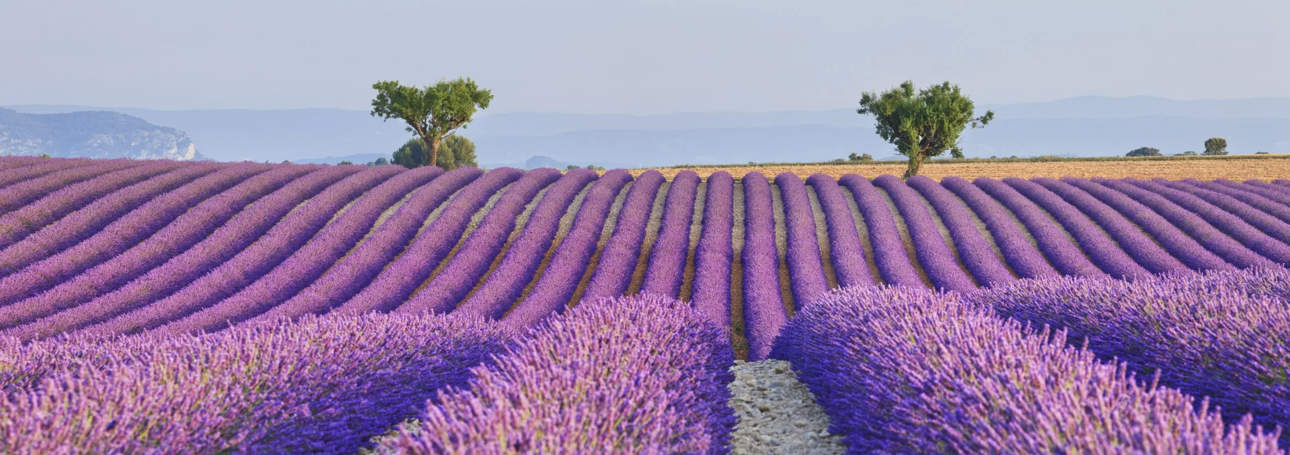 Wandbild (4602) Vaccarella Luigi – Lavender fields präsentiert: Natur,Landschaften,Blumen und Blüten,Sonstige Pflanzen,Sommer,Wege,Frühling