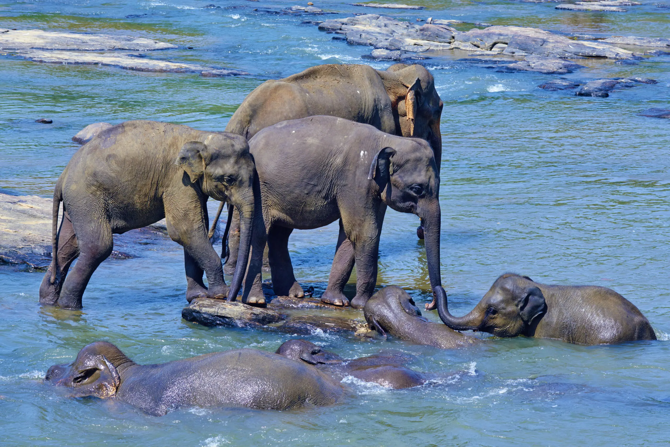 Wandbild (4595) Morandi Bruno – elephant bath präsentiert: Wasser,Tiere,Natur,Sonstige Tiere,Wildtiere,Bäche und Flüsse,Seen