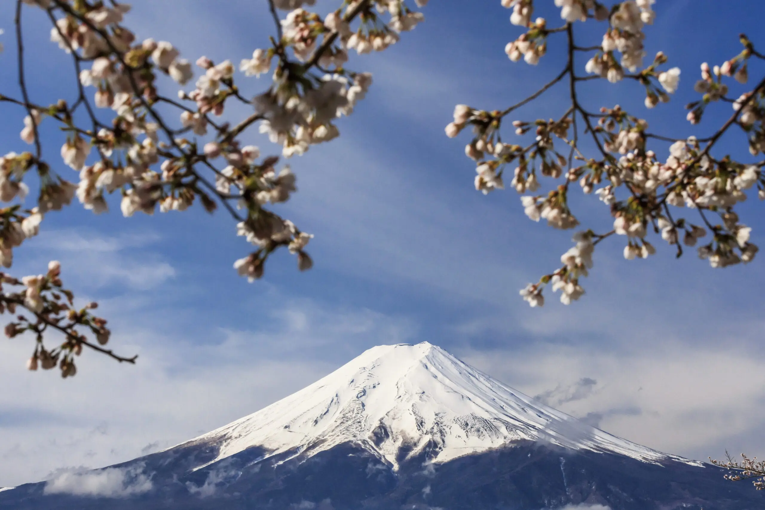 Wandbild (4594) Rellini Maurizio – Mount Fuji präsentiert: Natur,Landschaften,Bäume,Schnee und Eis,Asien,Berge,Frühling