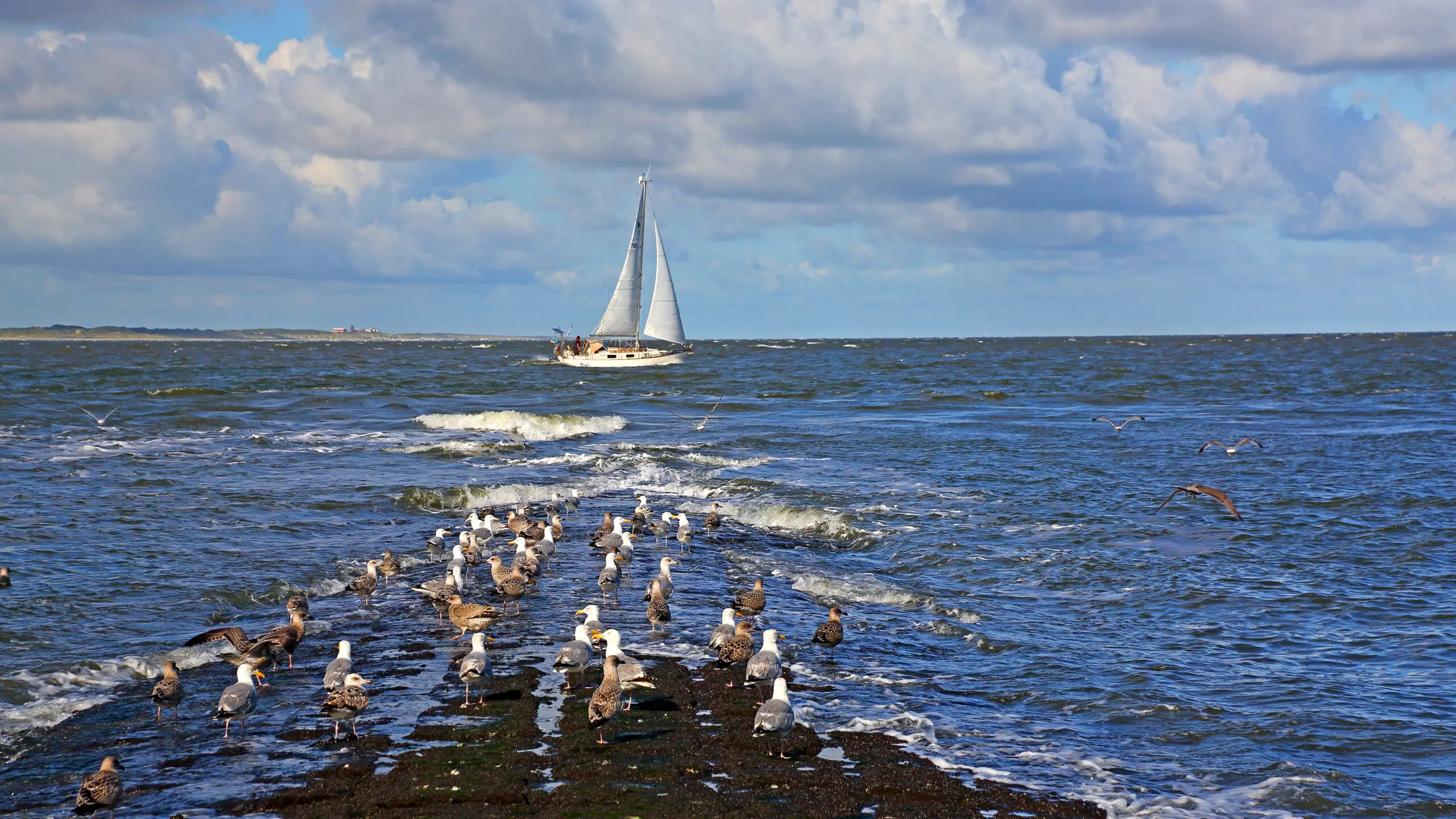 Wandbild (4580) Gräfenhain – Segelvögel und Segeljacht präsentiert: Aktion-Bewegung,Wasser,Natur,Landschaften,Gewässer,Wassersport,Sonstiger Sport,Meere