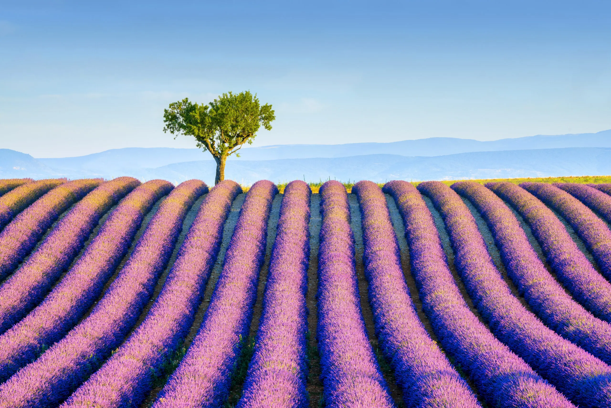 Wandbild (4541) Kremer Susanne – Lavendelfeld auf dem Plateau von Valensole präsentiert: Kreatives,Natur,Landschaften,Blumen und Blüten,Sonstige Pflanzen,Sommer