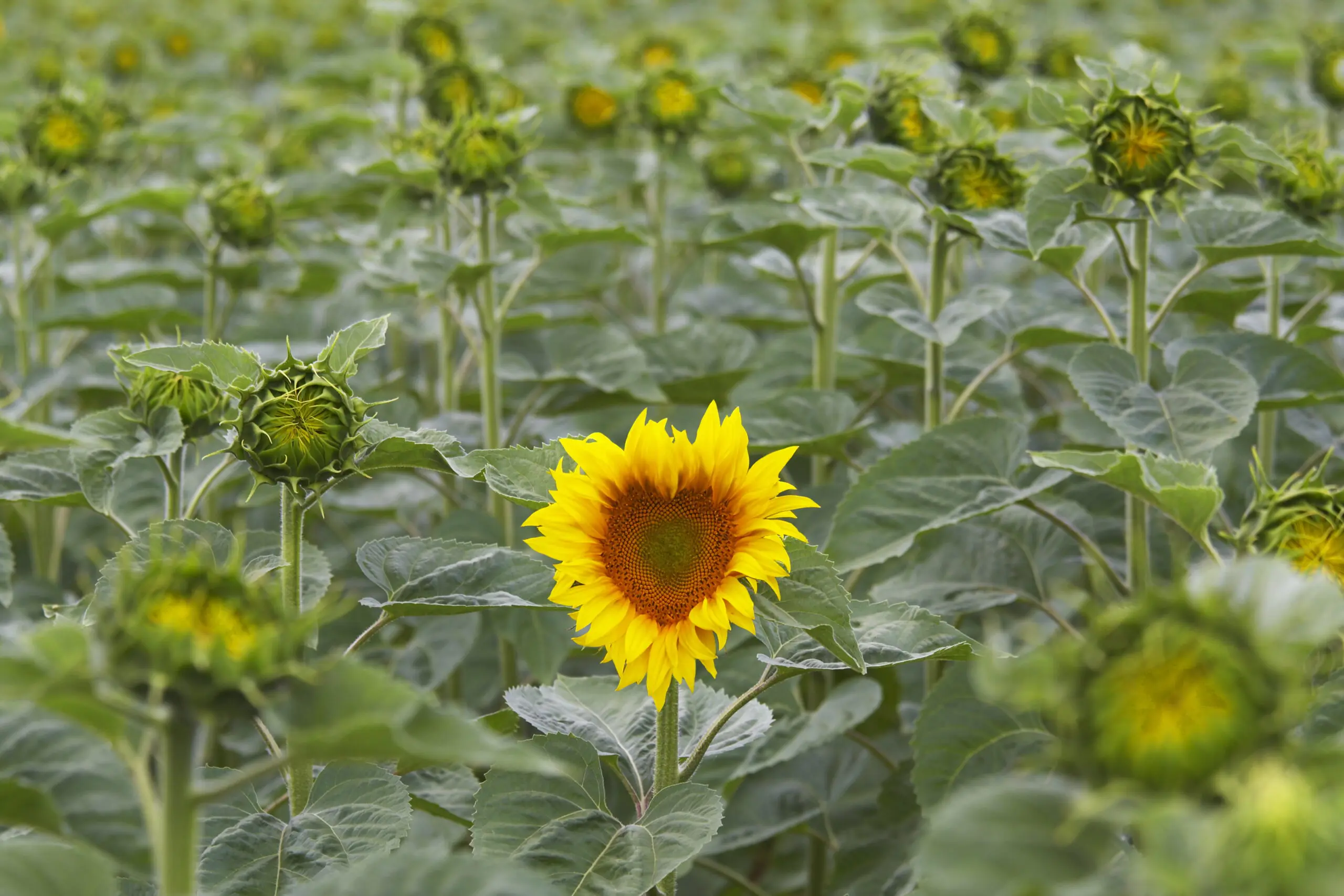 Wandbild (4510) Mackie Tom-Sonnenblume in Herzform präsentiert: Natur