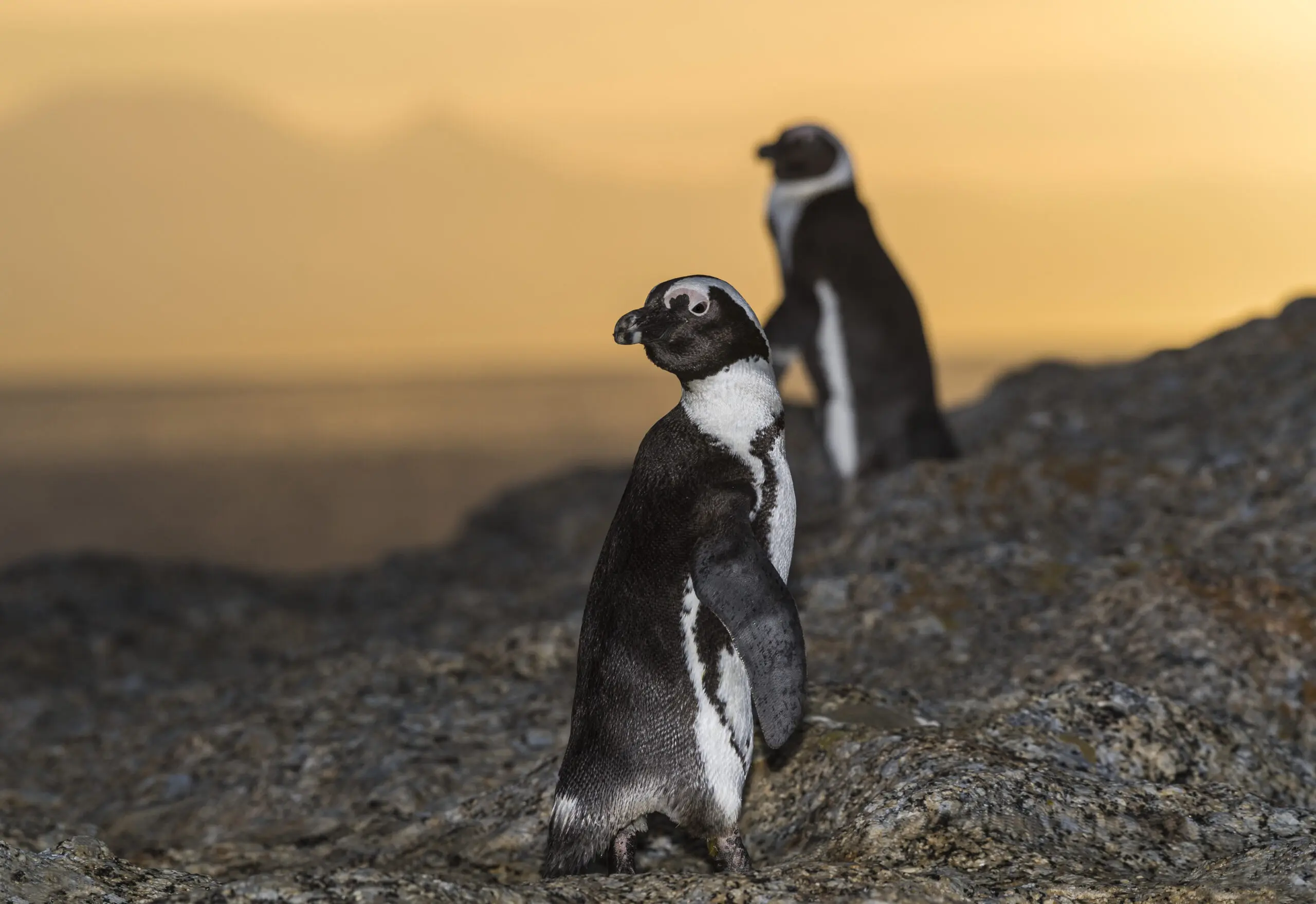 Wandbild (4725) Boulder Beach Penguins präsentiert: Natur,Aus Afrika