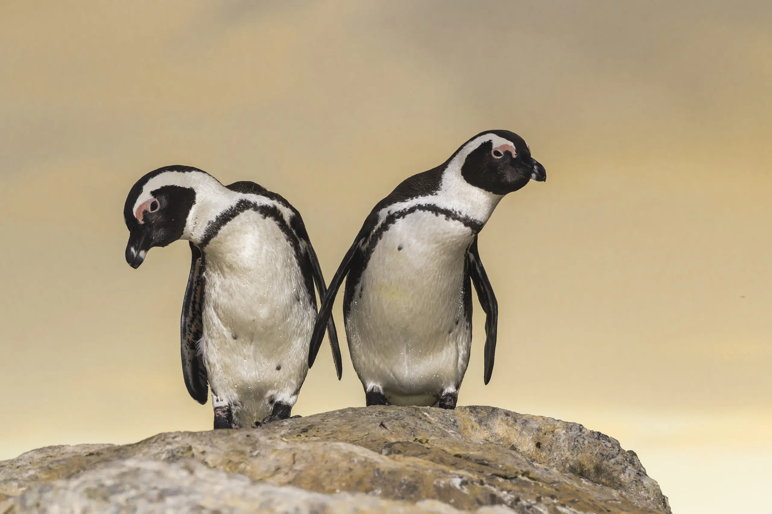 Wandbild (4732) Pinguin präsentiert: Tiere,Natur,Pinguine,Vögel,Aus Afrika