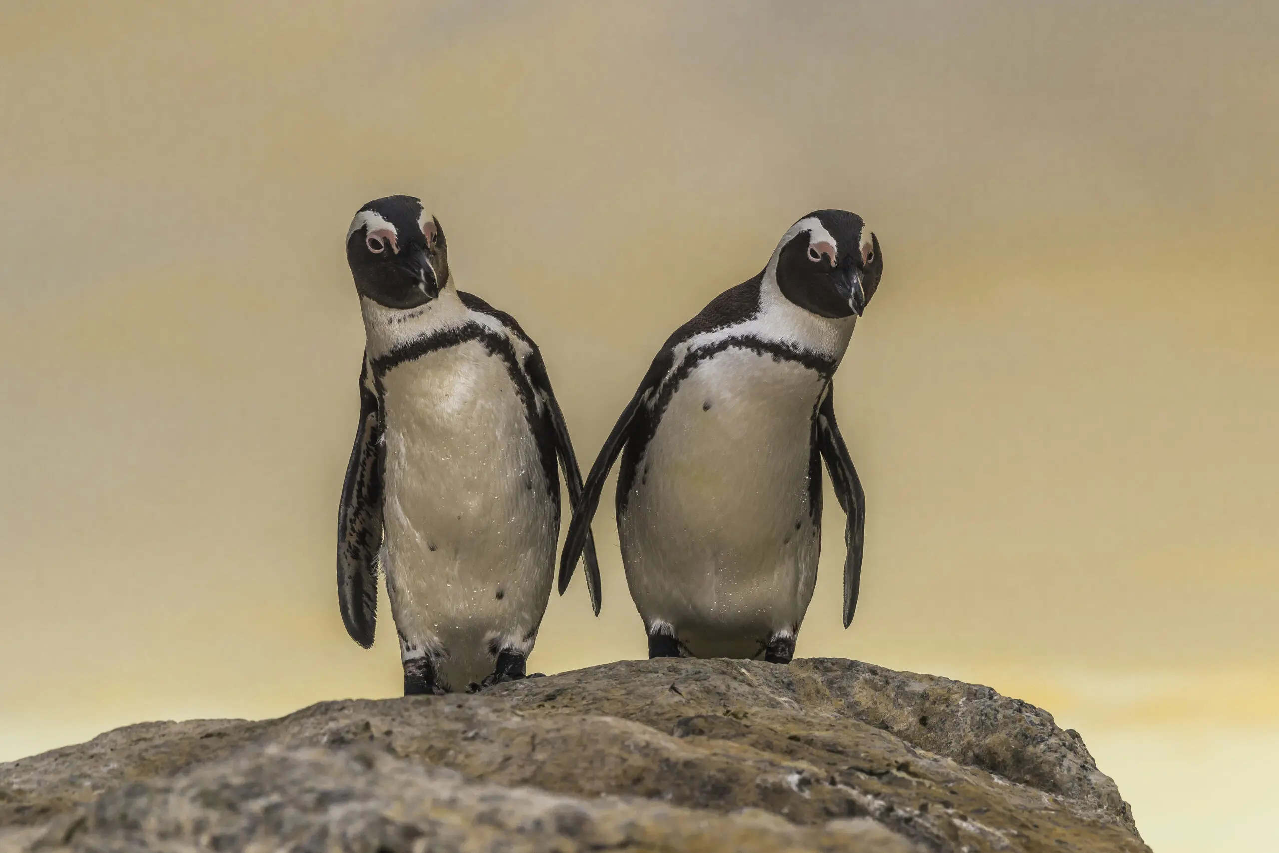 Wandbild (4730) Penguin “say what” präsentiert: Tiere,Aus Afrika