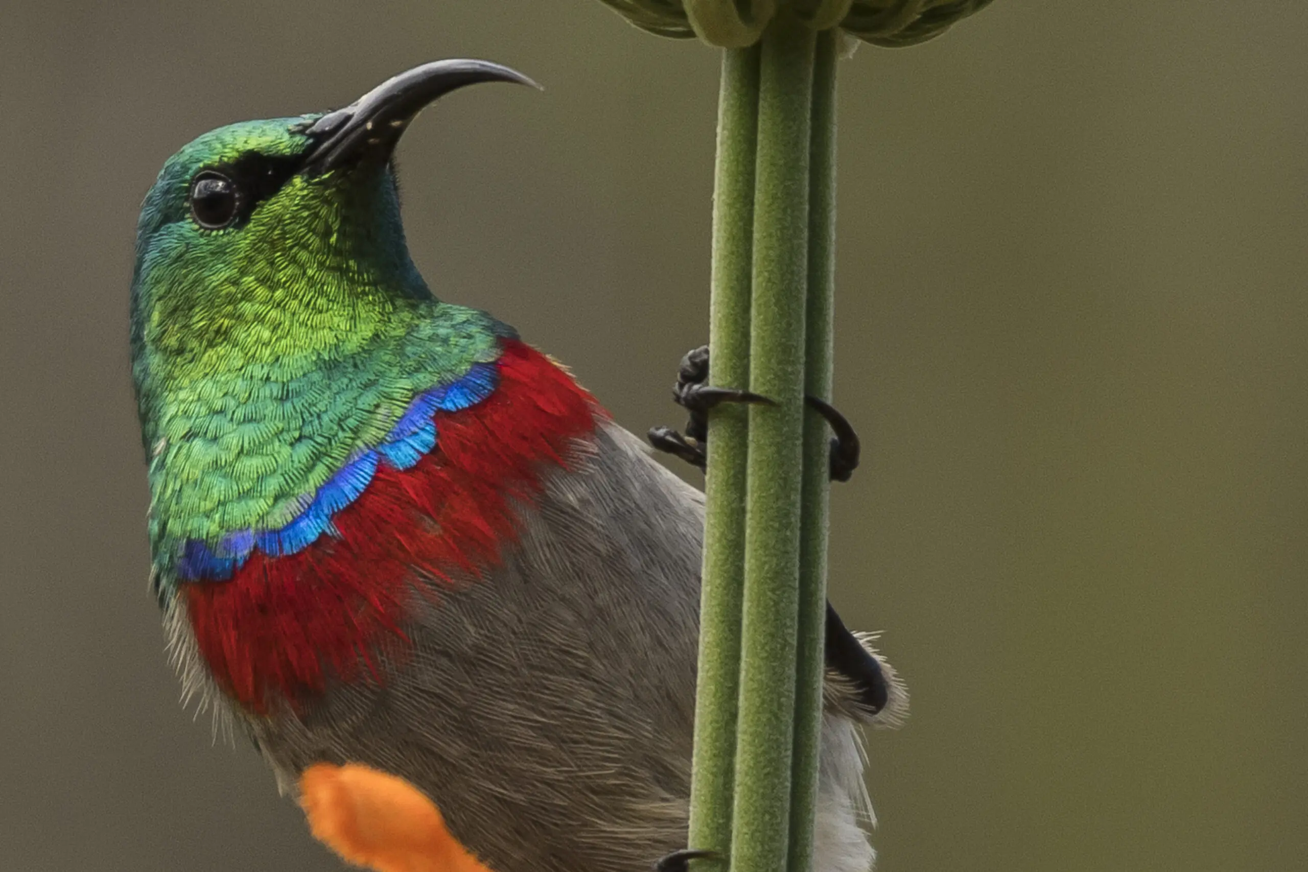 Wandbild (4739) Sunbird präsentiert: Tiere,Aus Afrika