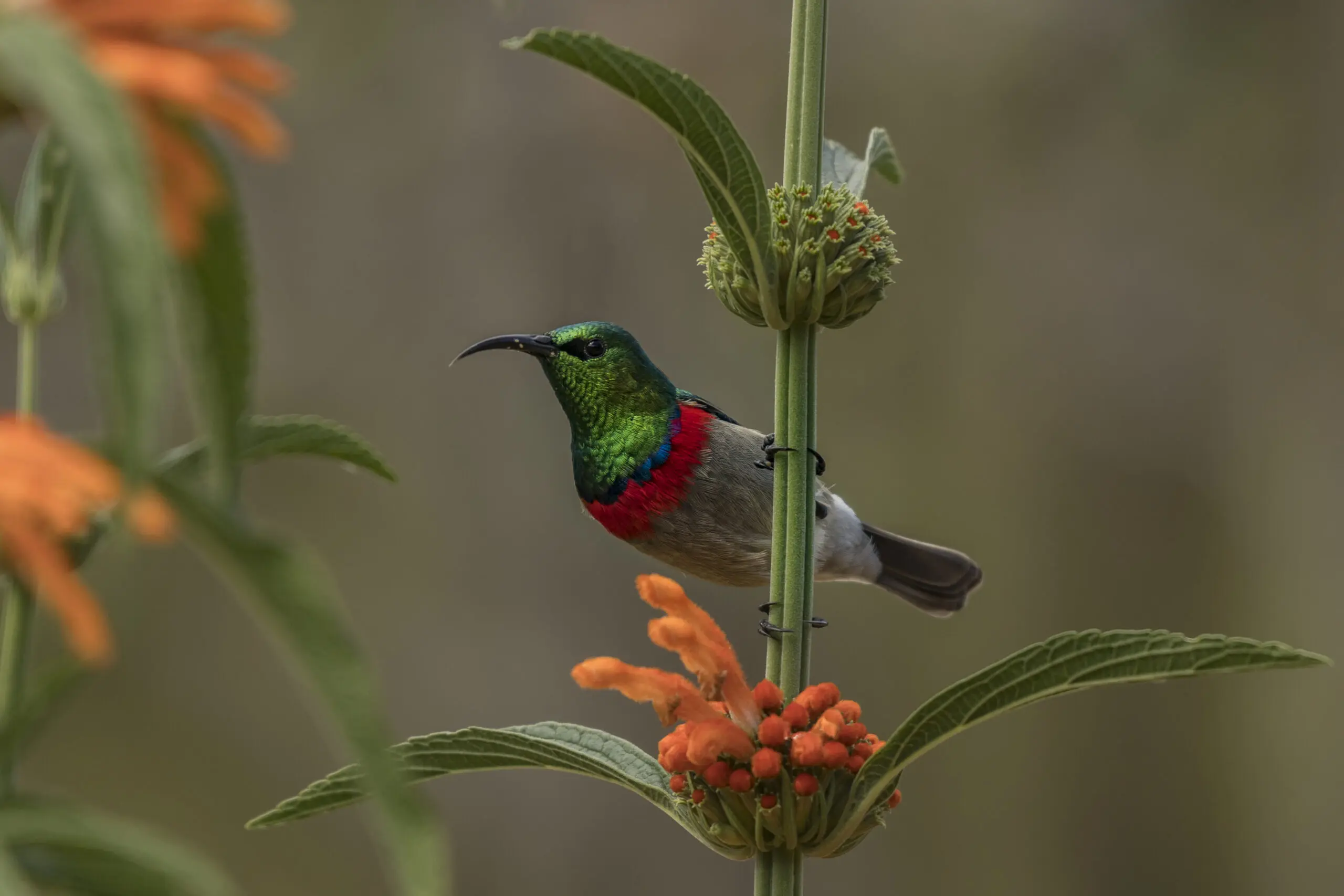 Wandbild (4747) Bunter Vogel präsentiert: Tiere,Aus Afrika