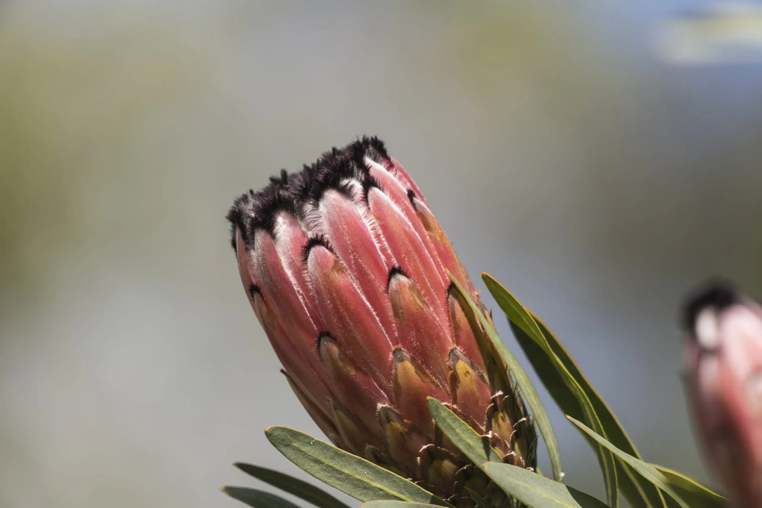 Wandbild (4749) Königsknospe präsentiert: Natur,Floral