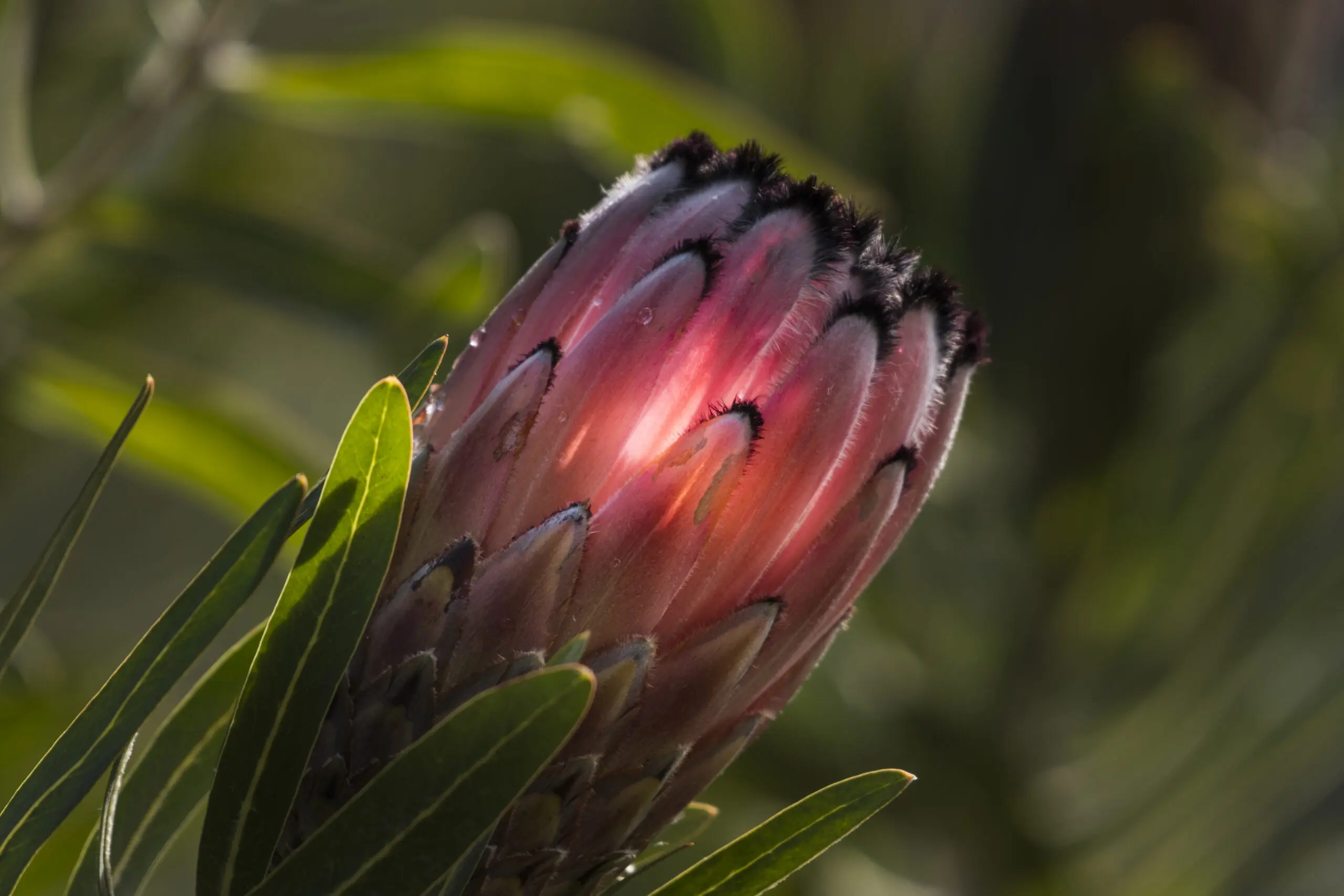 Wandbild (4748) King-Protea präsentiert: Natur,Blumen und Blüten