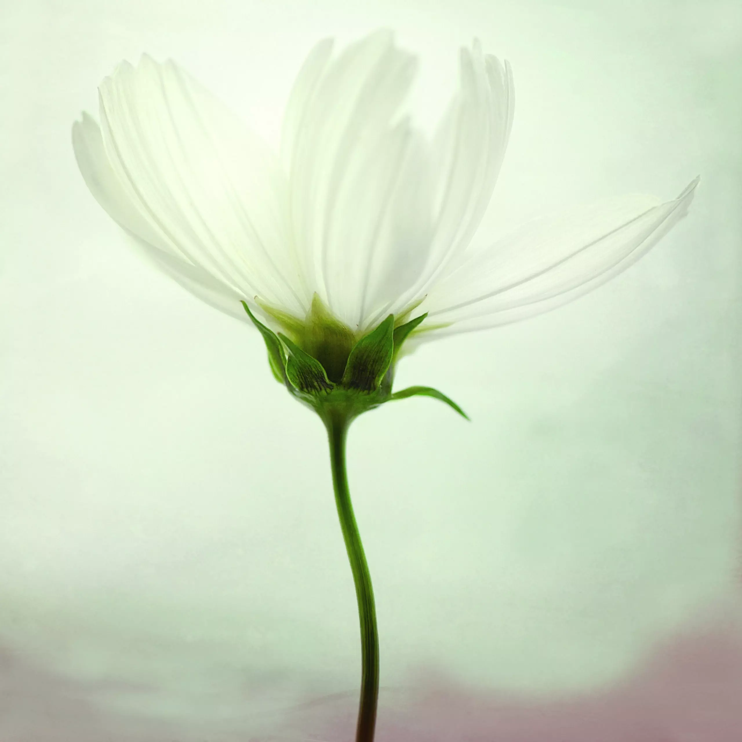 Wandbild (4766) White cosmos präsentiert: Stillleben,Details und Strukturen,Natur,Landschaften,Blumen und Blüten,Detailaufnahmen,Floral,Sonstiges Kreatives,Sonstige Naturdetails,Pflanzen