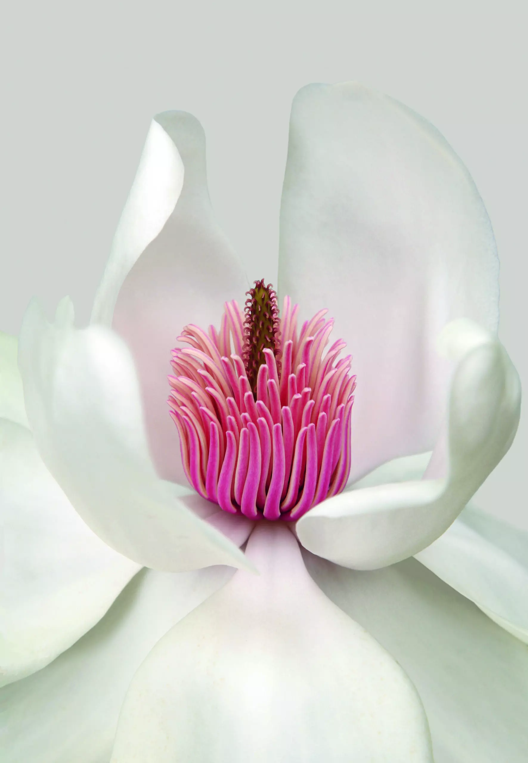 Wandbild (4768) Magnolia präsentiert: Details und Strukturen,Zen & Wellness,Natur,Blätter,Blumen und Blüten,Makro,Floral,Pflanzen