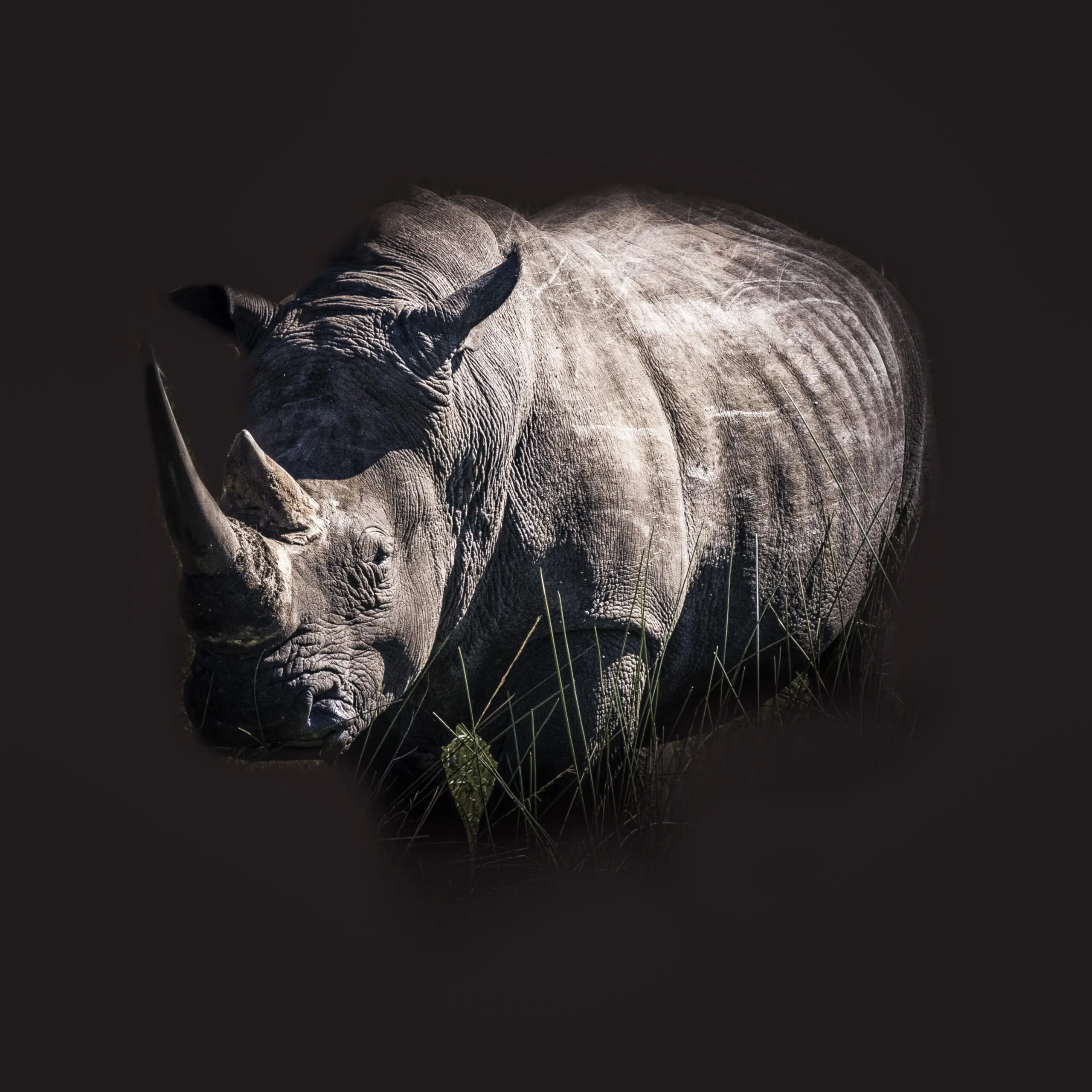 Wandbild (4865) White Rhino präsentiert: Tiere,Wildtiere,Aus Afrika