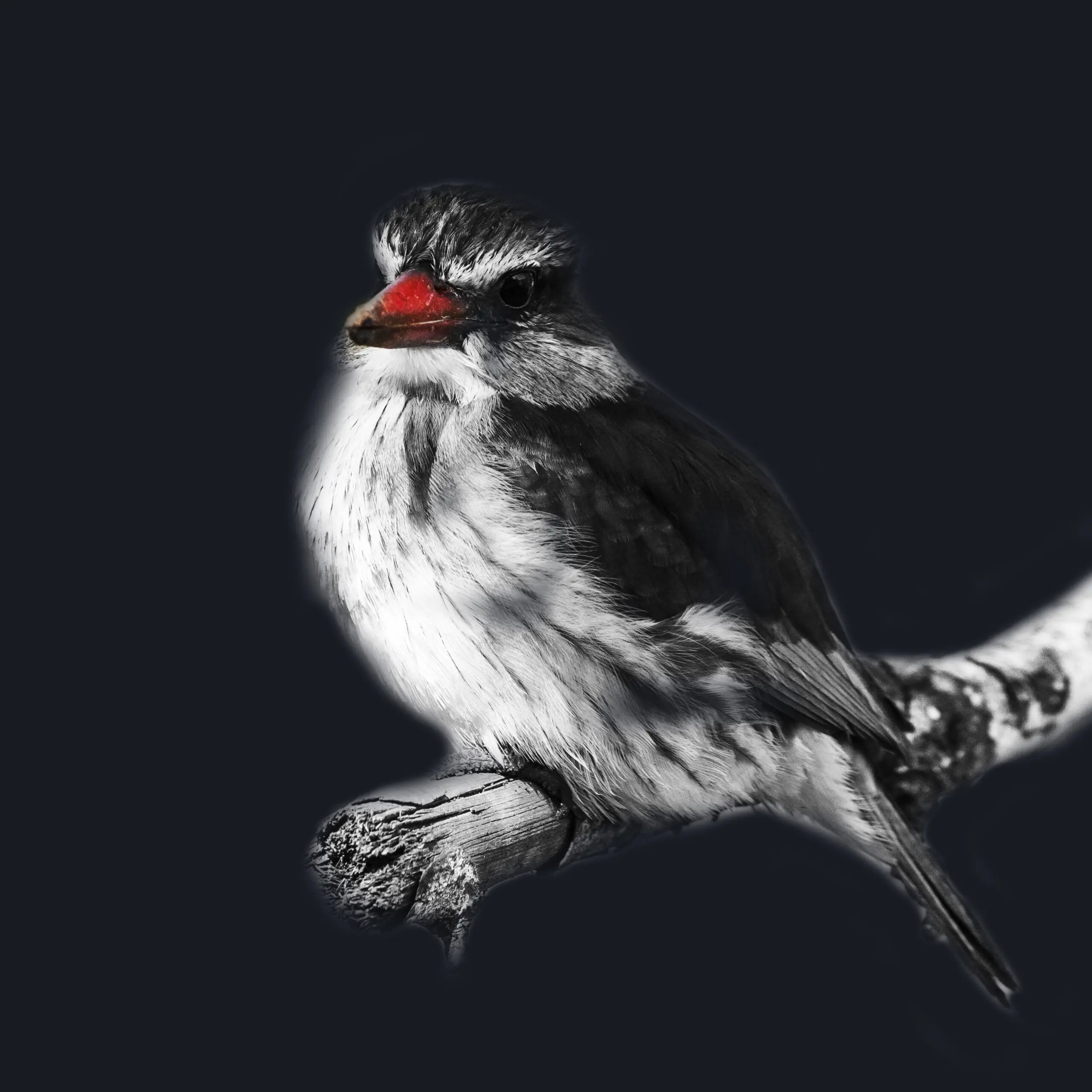 Wandbild (4866) Red Kingfisher präsentiert: Kreatives,Aus Afrika