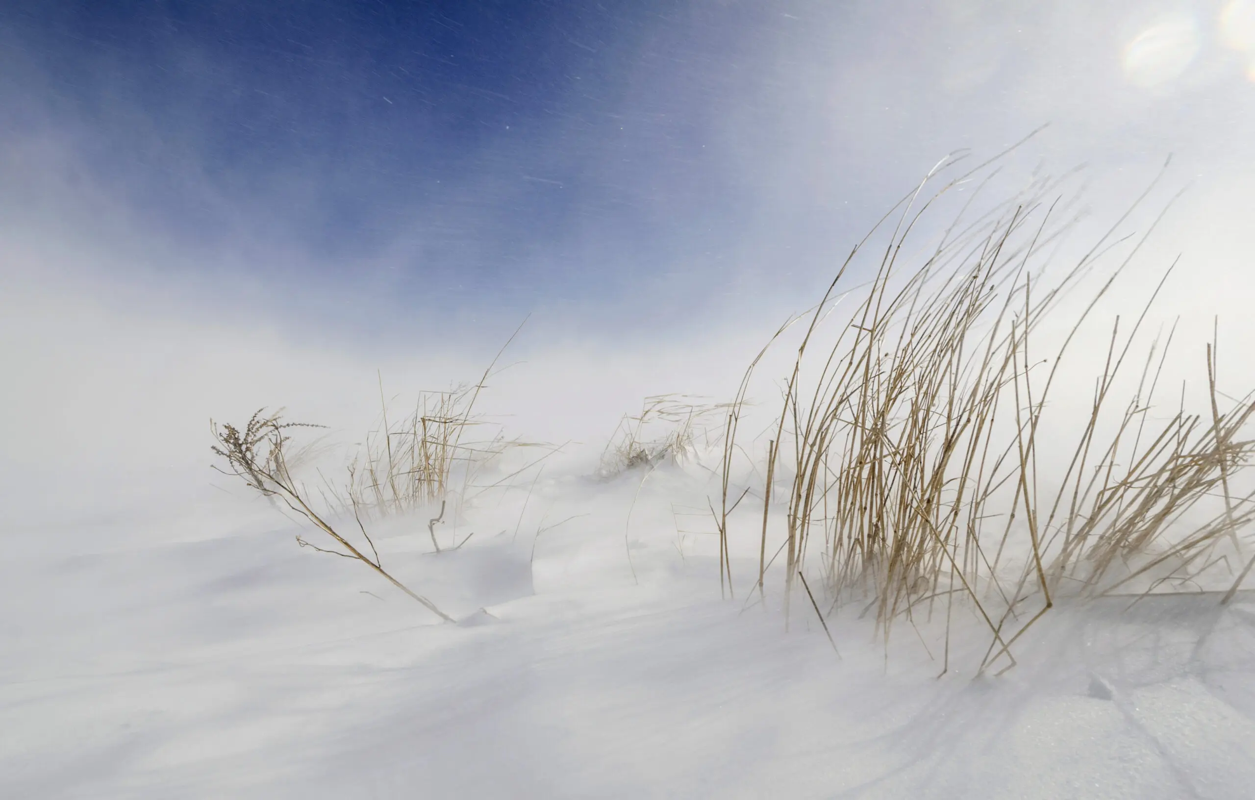 Wandbild (5299) Sunny snowstorm by Carlo Tonti präsentiert: Details und Strukturen,Natur,Landschaften,Gräser,Strände,Sonstige Naturdetails