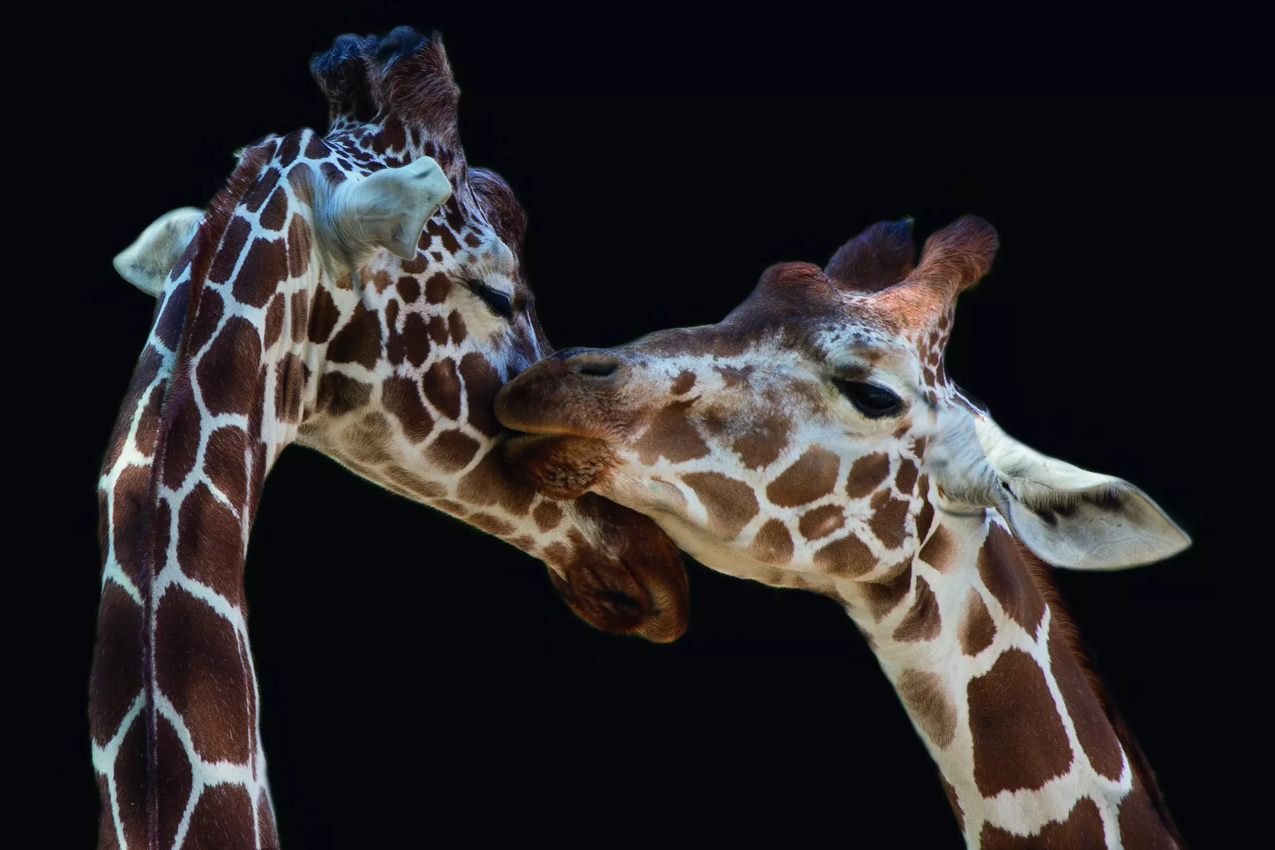 Wandbild (5144) The kiss by Manfred Foeger präsentiert: Tiere,Natur,Wildtiere,Aus Afrika