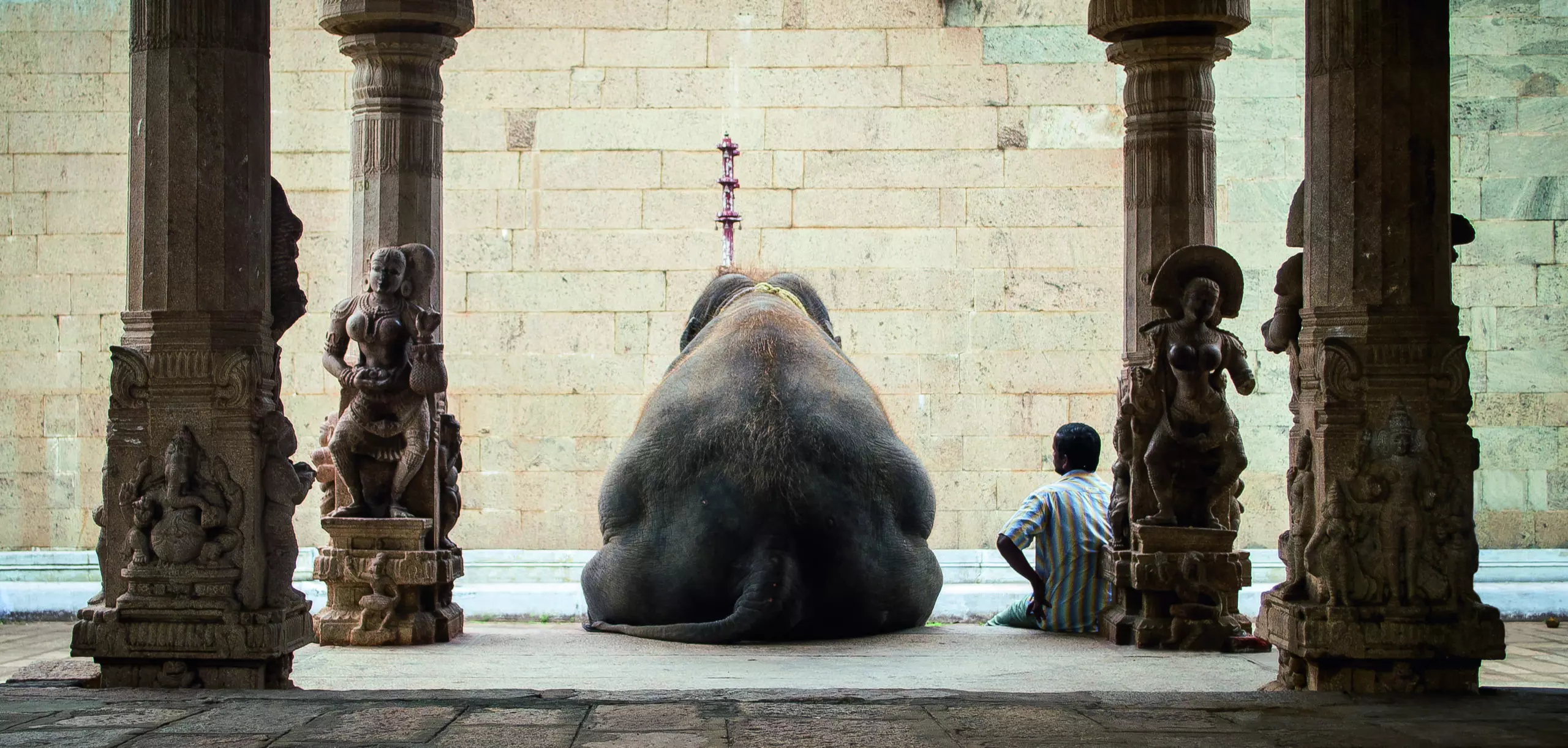 Wandbild (5225) The elephant and his Mahot by Ruhan präsentiert: Menschen,Kreatives,Tiere,Männer,Portraits,Sonstige Tiere,Wildtiere,Humor