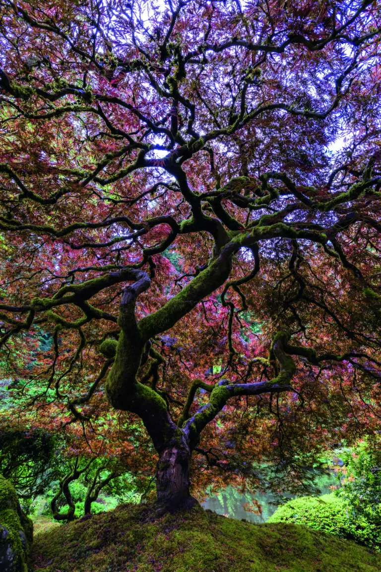  (5246) Japanese Maple Tree by Mike Centioli präsentiert:  