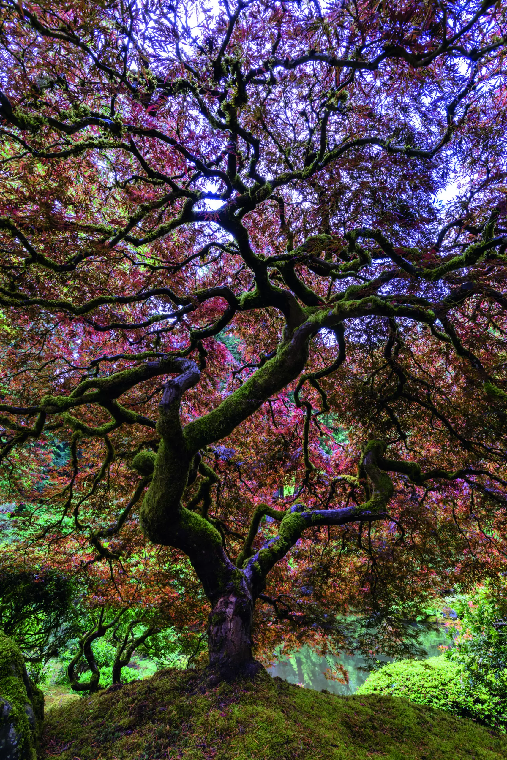 Wandbild (5246) Japanese Maple Tree by Mike Centioli präsentiert: Kreatives,Details und Strukturen,Natur,Landschaften,Bäume,Blätter,Parkanlagen und Gärten,Wälder,Asien,Herbst,Sonstiges Kreatives,Sonstige Naturdetails,Pflanzen,Holz