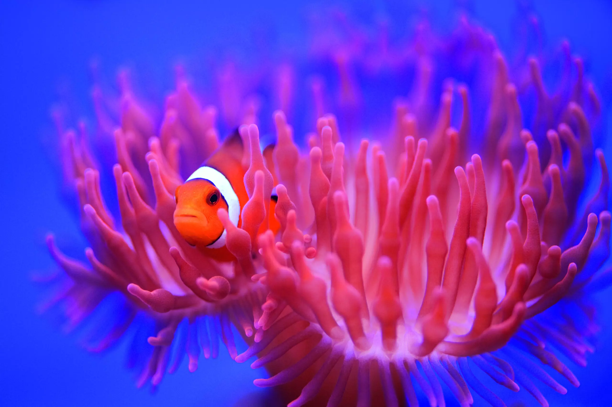 Wandbild (5260) Find Nemo by Wendy präsentiert: Details und Strukturen,Sonstige Naturdetails