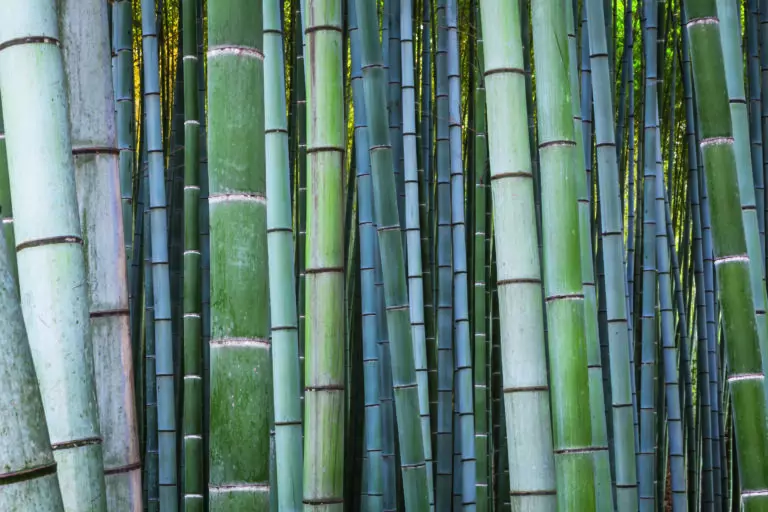 (5295) Bamboo forest by Tim Draper, HUBER IMAGES präsentiert:  