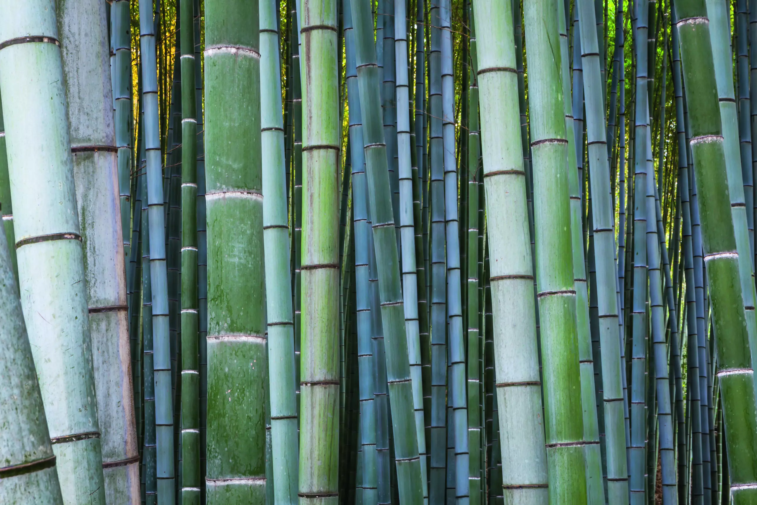 Wandbild (5295) Bamboo forest by Tim Draper, HUBER IMAGES präsentiert: Details und Strukturen,Natur,Landschaften,Makro,Sonstige Pflanzen,Wälder,Asien,Detailaufnahmen,Sonstige Naturdetails,Pflanzen