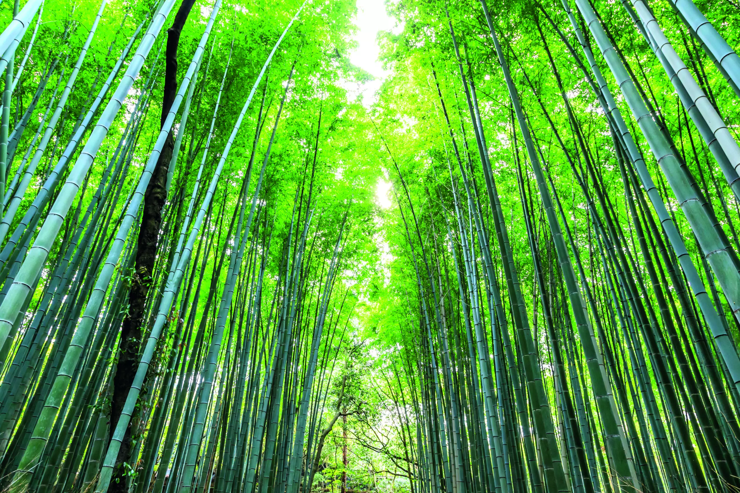 Wandbild (5395) Arashiyama forest by Maurizio Rellini/HUBER IMAGES präsentiert: Details und Strukturen,Natur,Landschaften,Sonstige Pflanzen,Parkanlagen und Gärten,Wälder,Asien,Detailaufnahmen,Sonstige Naturdetails,Pflanzen