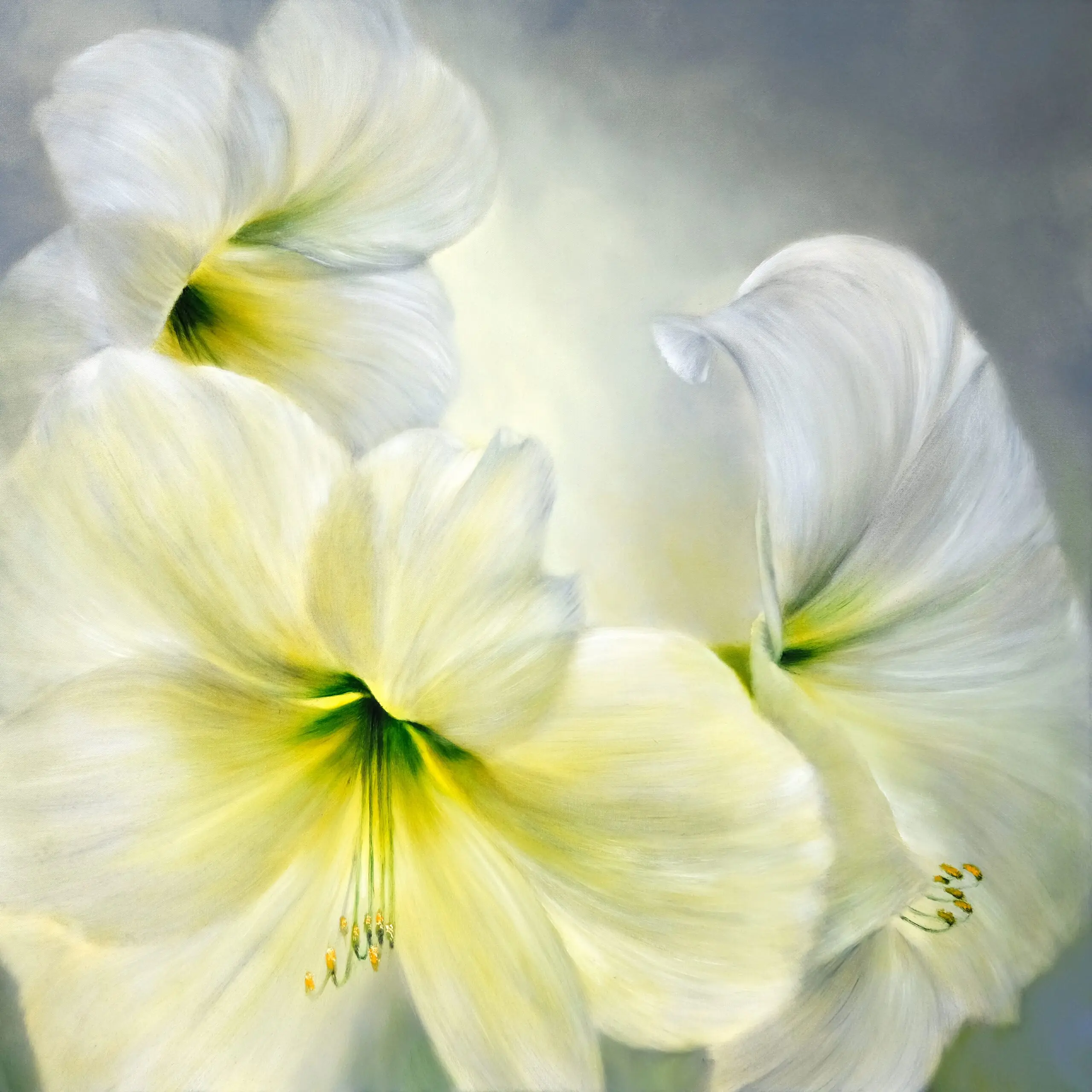 Wandbild (5400) Weiße Amaryllis präsentiert: Natur,Blumen und Blüten