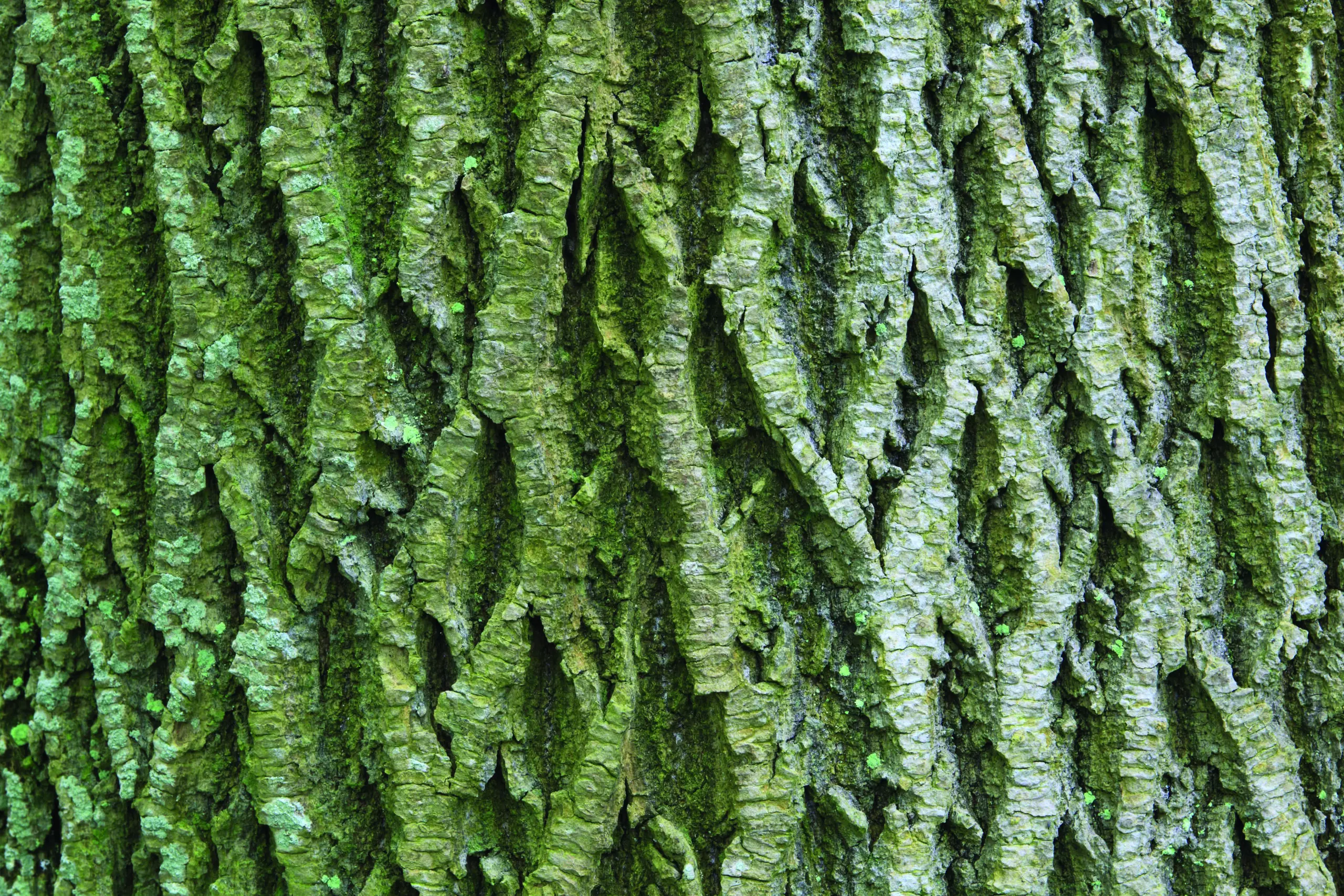 Wandbild (5434) Maple tree by picture alliance / blickwinkel/P. Frischknecht präsentiert: Abstrakt,Holz
