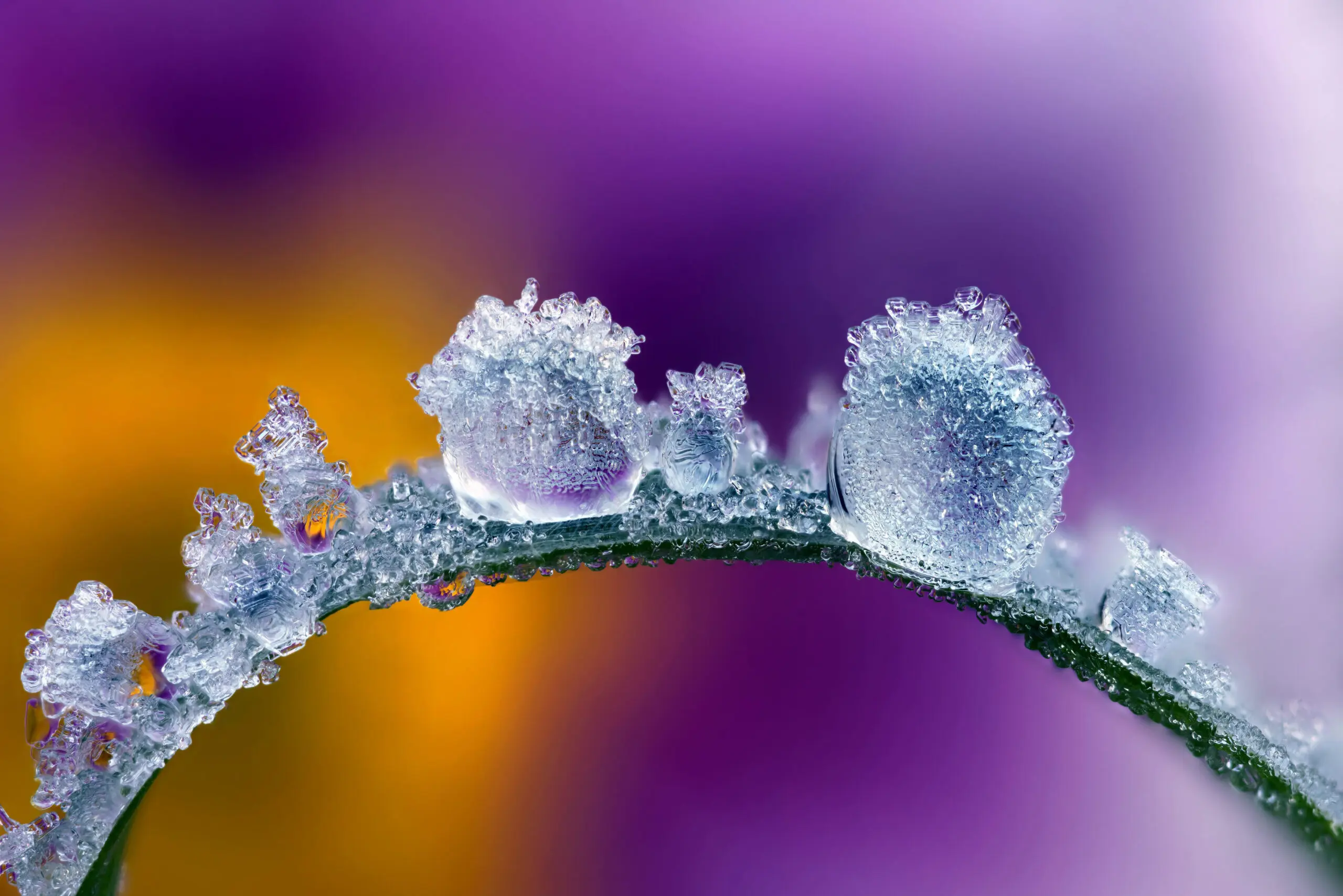Wandbild (5444) Frozen by picture alliance / MAXPPP präsentiert: Details und Strukturen,Natur,Pflanzen