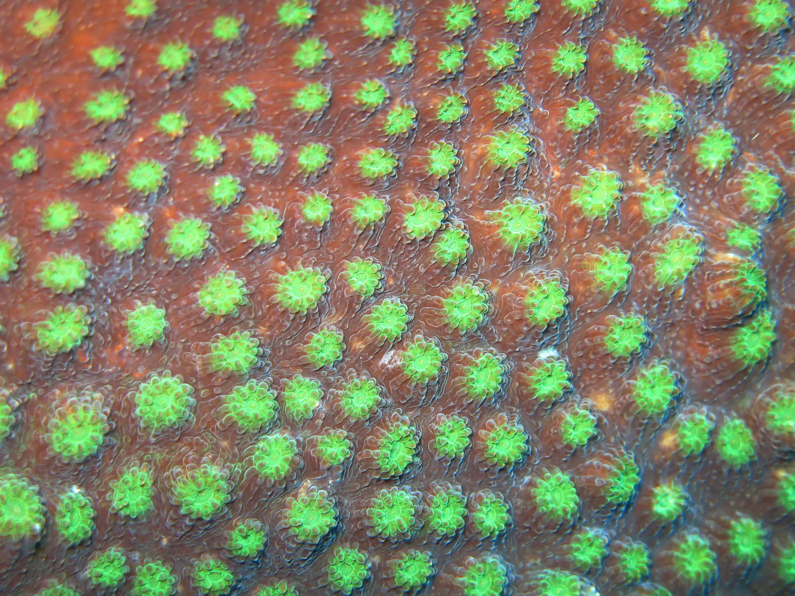 Wandbild (5447) Coral by picture alliance / Arco Images präsentiert: Details und Strukturen,Natur,Sonstige Naturdetails