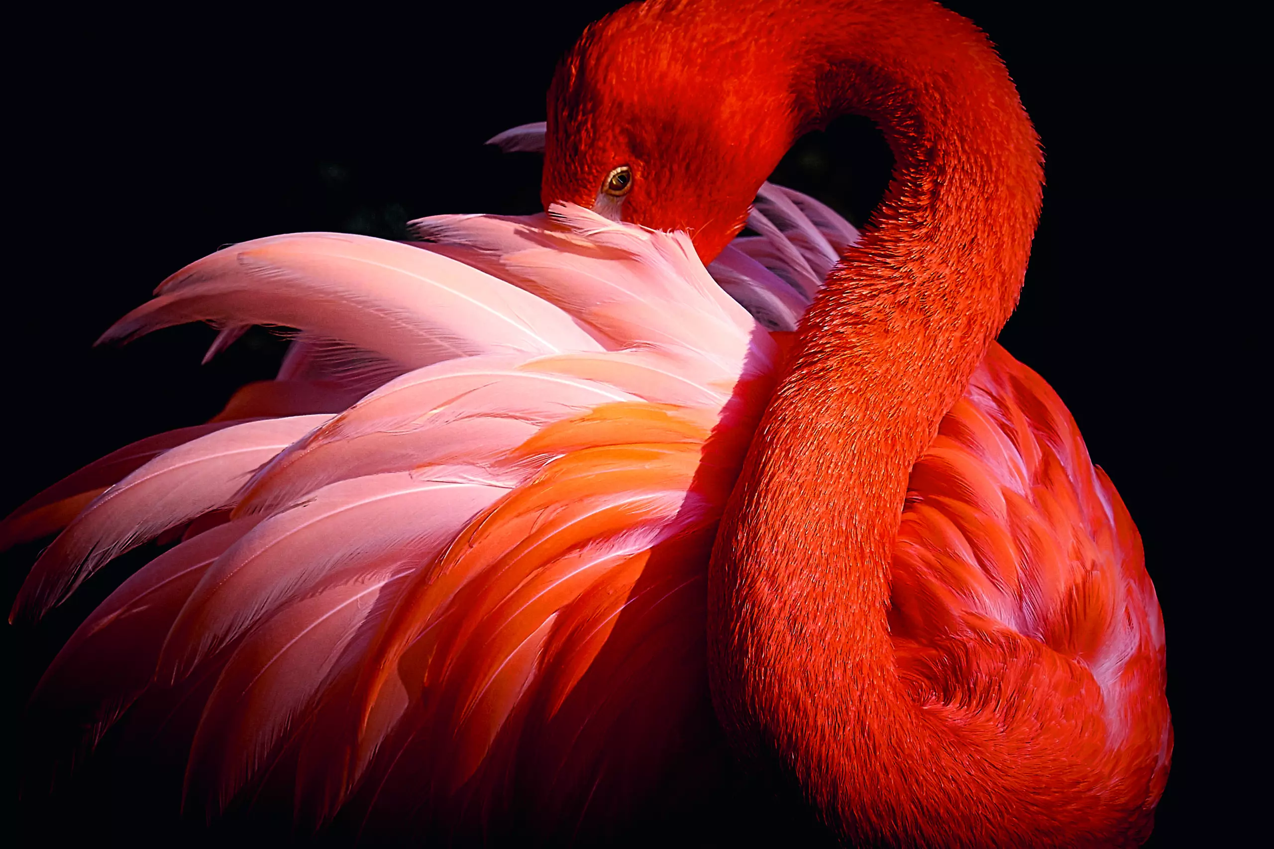 Wandbild (5617) flamingo by Makoto Nishikura,1x.com präsentiert: Tiere,Kinder,Wassersport,Sonstige Tiere,Wildtiere,Fische,Meere,Unterwasser,Sonstiges Kreatives
