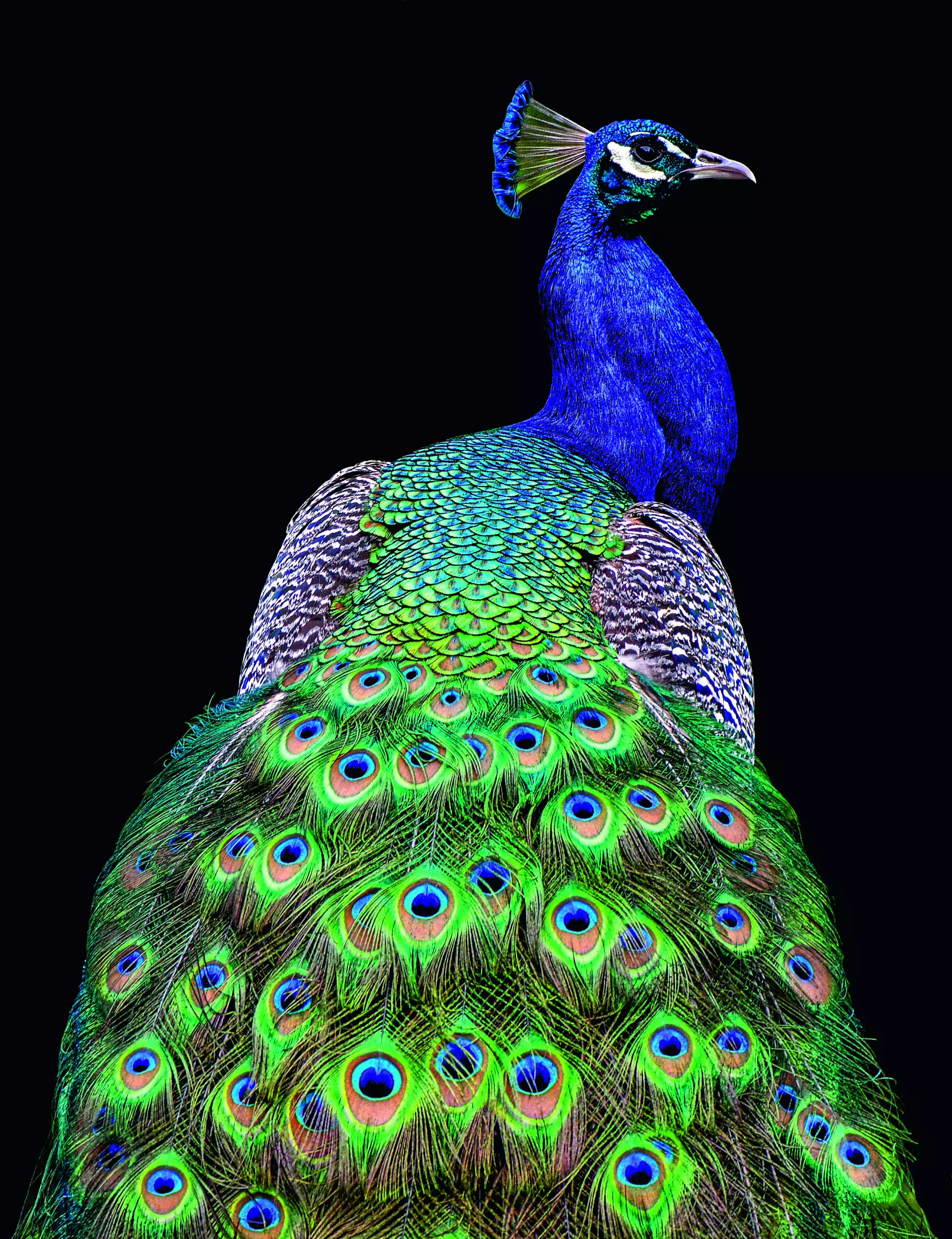 Wandbild (5624) Peacock by Danny Mendosa, 1x.com präsentiert: Kreatives,Details und Strukturen,Tiere,Natur,Vögel,Wildtiere,Sonstiges Kreatives,Sonstige Naturdetails