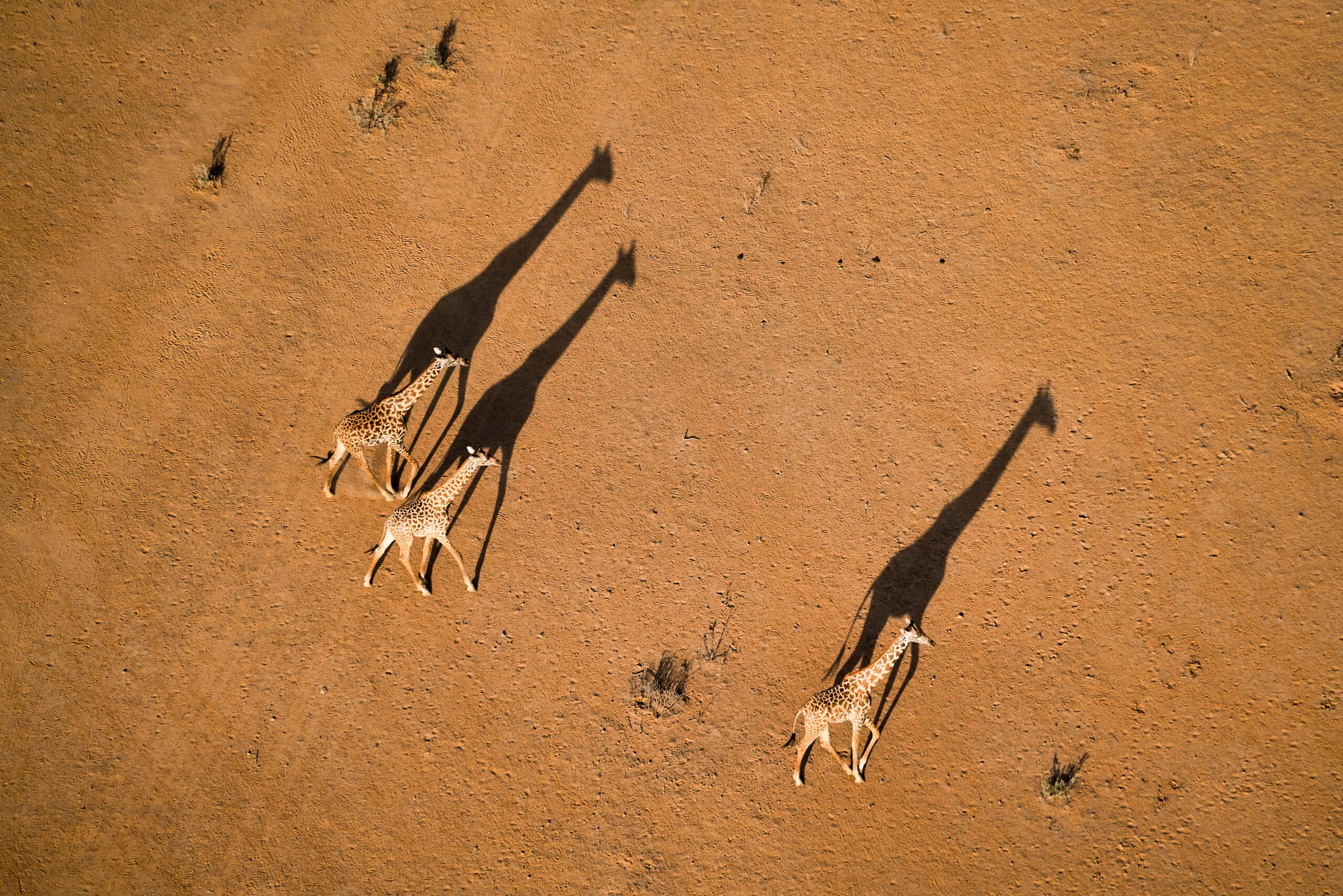 Wandbild (5636) Walking under Sunset von John Fan präsentiert: Tiere,Landschaften,Afrika,Wüste,Luftaufnahmen,Sonstige Tiere,Wildtiere,Aus Afrika