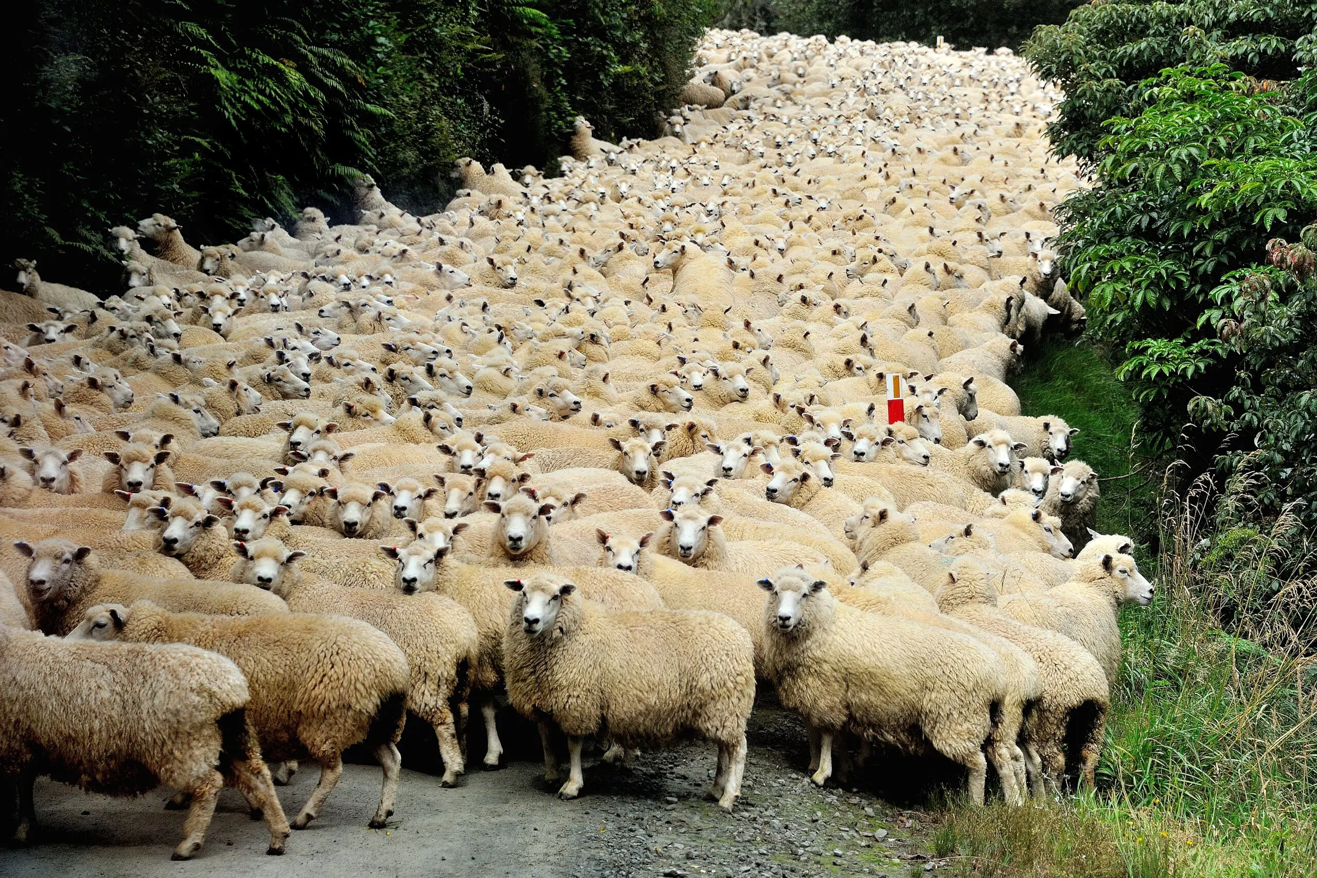 Wandbild (5696) New Zealand traffic jam by Yair Tzur,1x.com präsentiert: Tiere,Natur,Landschaften,Wege,Haustiere