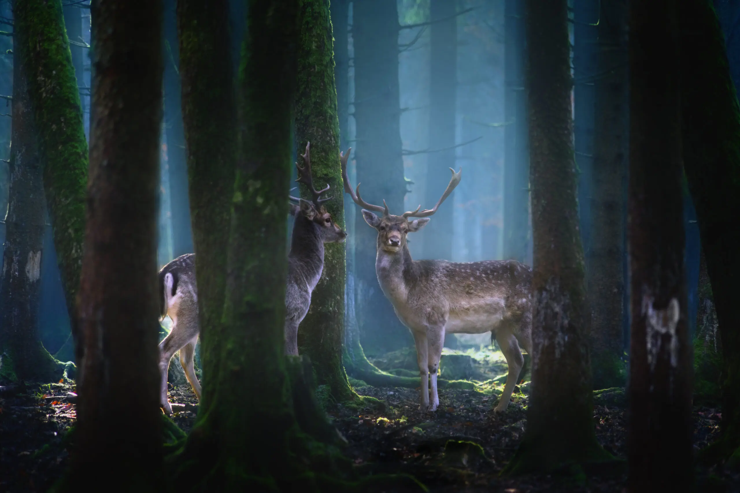 Wandbild (5694) Deers by Patrick Aurednik präsentiert: Details und Strukturen,Tiere,Natur,Landschaften,Wälder,Wildtiere,Sonstige Naturdetails,Pflanzen