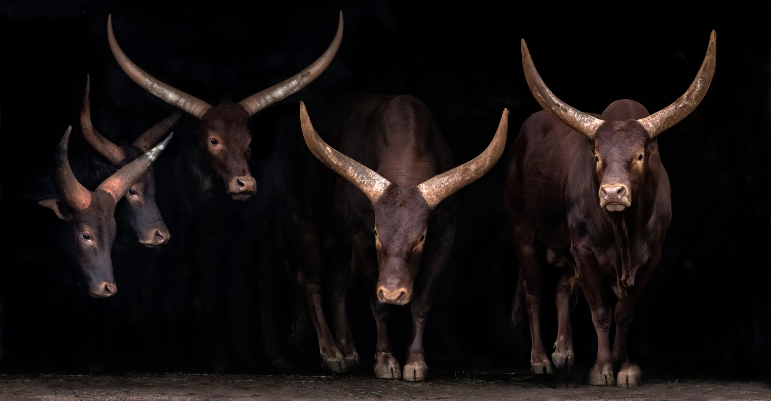 Wandbild (5676) Watusi family by Xavier Ortega präsentiert: Tiere,Sonstige Tiere