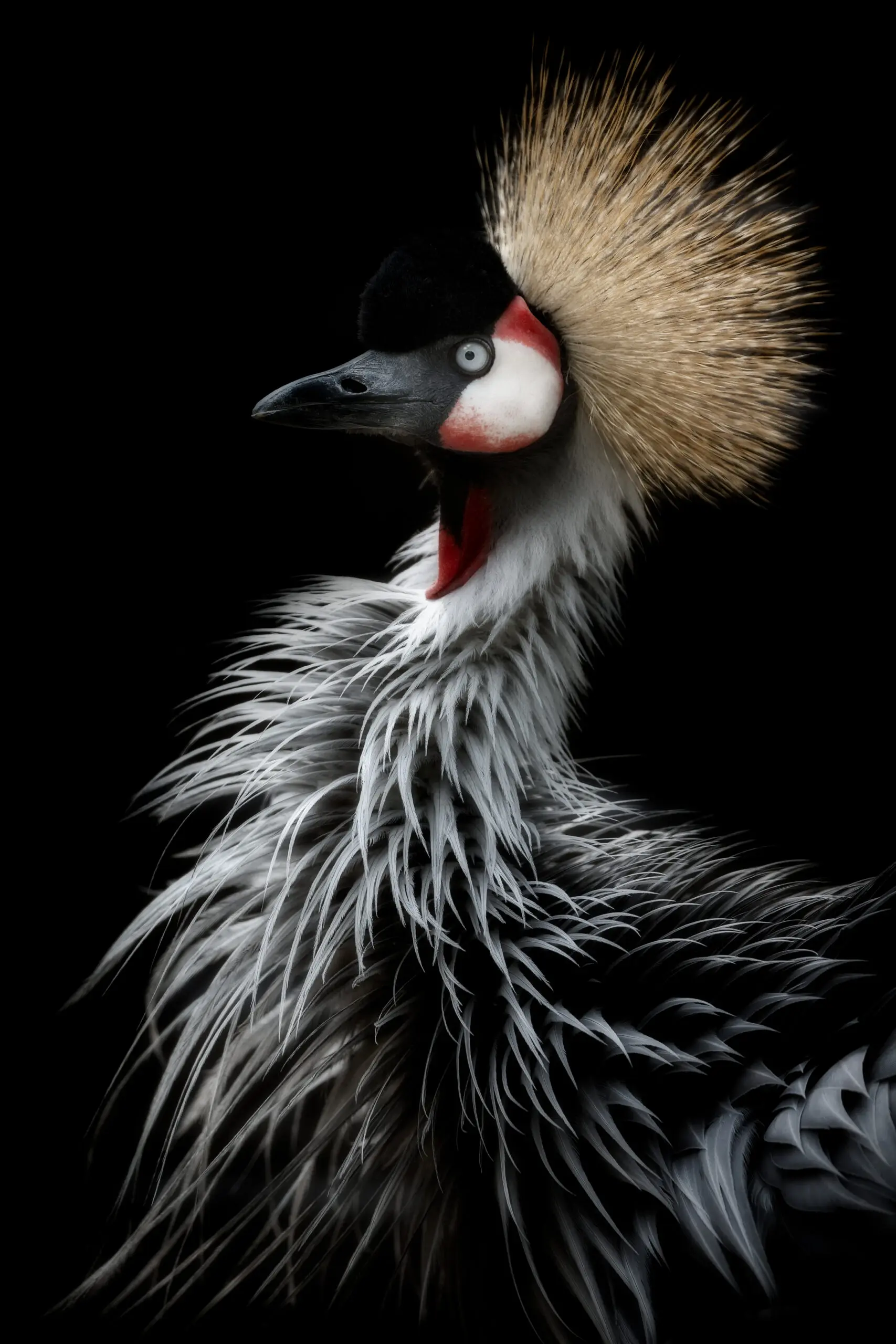 Wandbild (5674) Crowned crane’s portrait	by Eiji Itoyama präsentiert: Tiere,Sonstige Tiere,Vögel