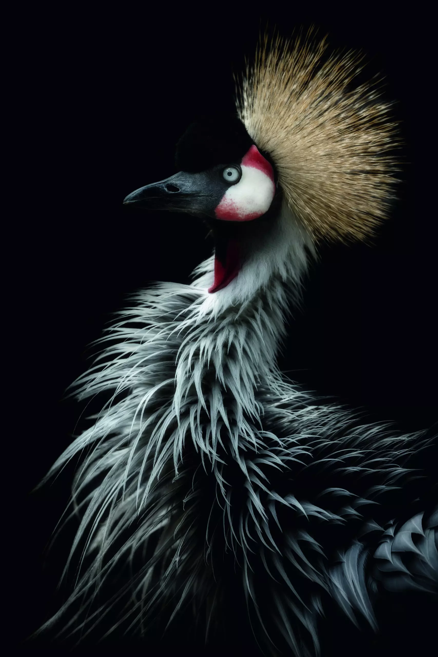 Wandbild (5687) Crowned crane’s portrait by Itoyama Eiji, 1x.com präsentiert: Kreatives,Tiere,Vögel,Sonstiges Kreatives