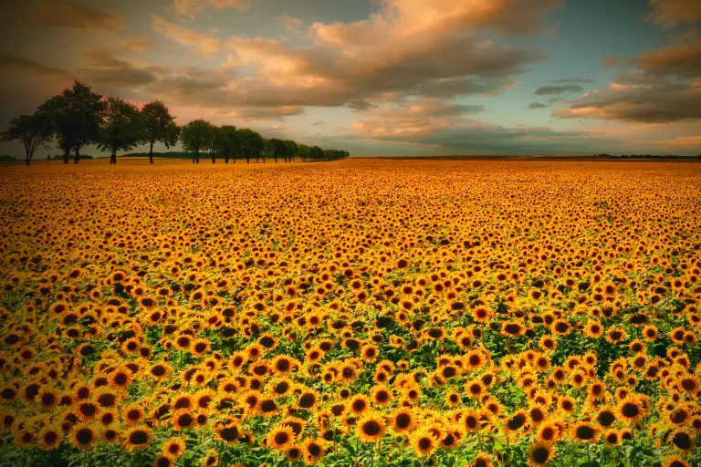  (5735) Sunflowers by Piotr Krol (Bax),1x.com präsentiert:  