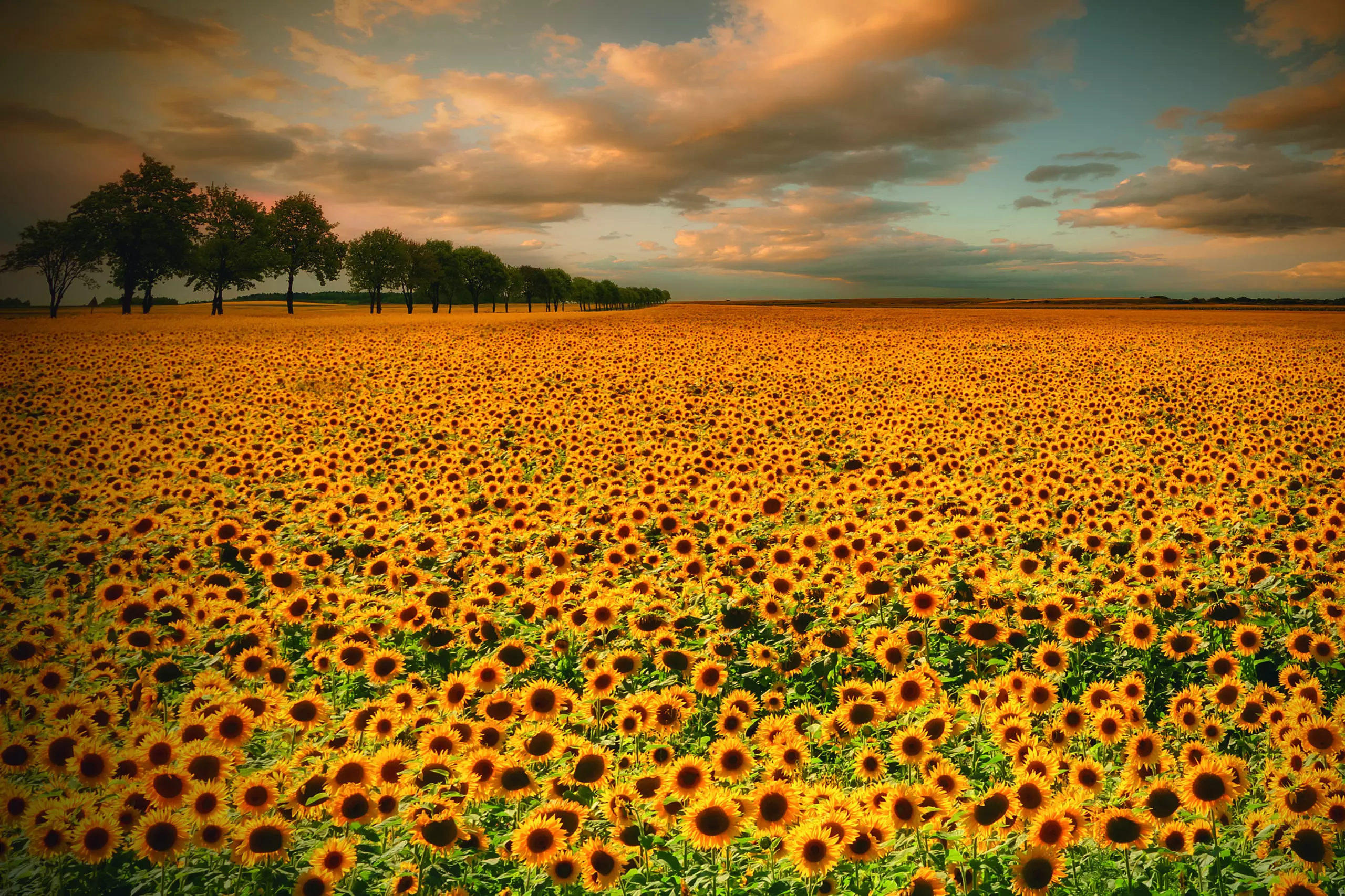 Wandbild (5735) Sunflowers by Piotr Krol (Bax),1x.com präsentiert: Natur,Landschaften,Bäume,Blumen und Blüten,Sommer