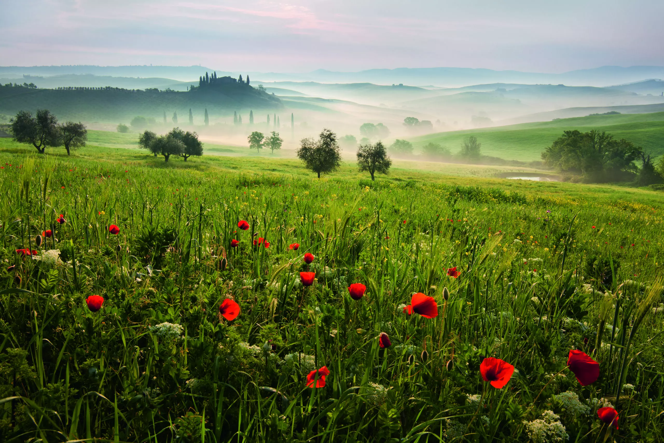 Wandbild (5761) Tuscan Spring by Daniel Rericha,1x.com präsentiert: Natur,Landschaften,Blumen und Blüten,Sommer,Berge