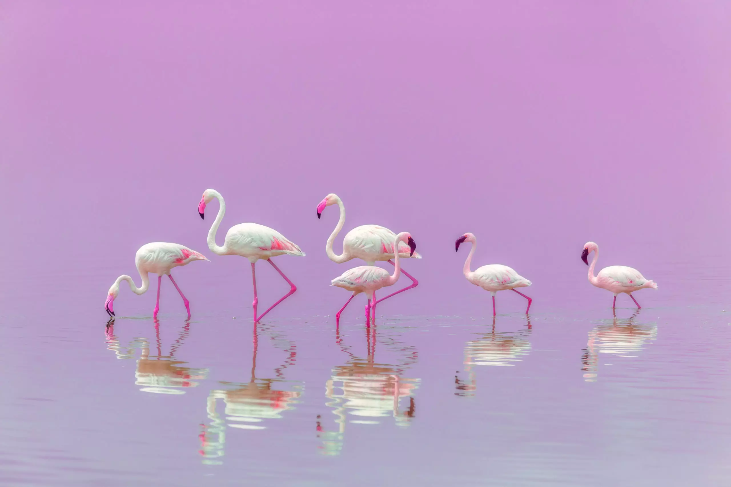Wandbild (5801) Flamingos by Eiji Itoyama, 1x.com präsentiert: Wasser,Kreatives,Details und Strukturen,Tiere,Natur,Vögel,Aus Afrika,Seen,Wasserspiegelungen,Sonstiges Kreatives,Sonstige Naturdetails