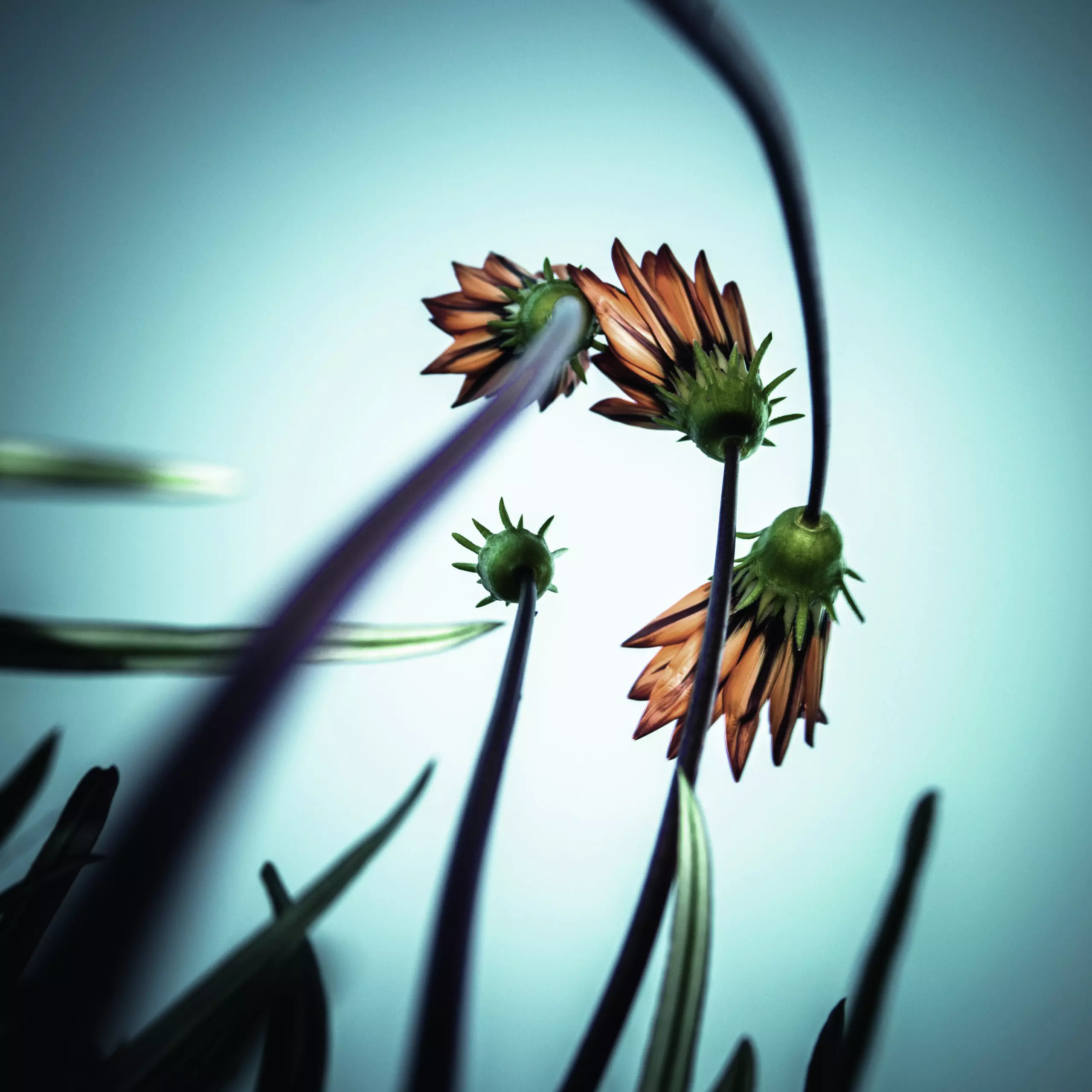 Wandbild (5817) Flower Love by fgr100, 1x.com präsentiert: Kreatives,Natur,Blumen und Blüten,Makro,Sonstiges Kreatives