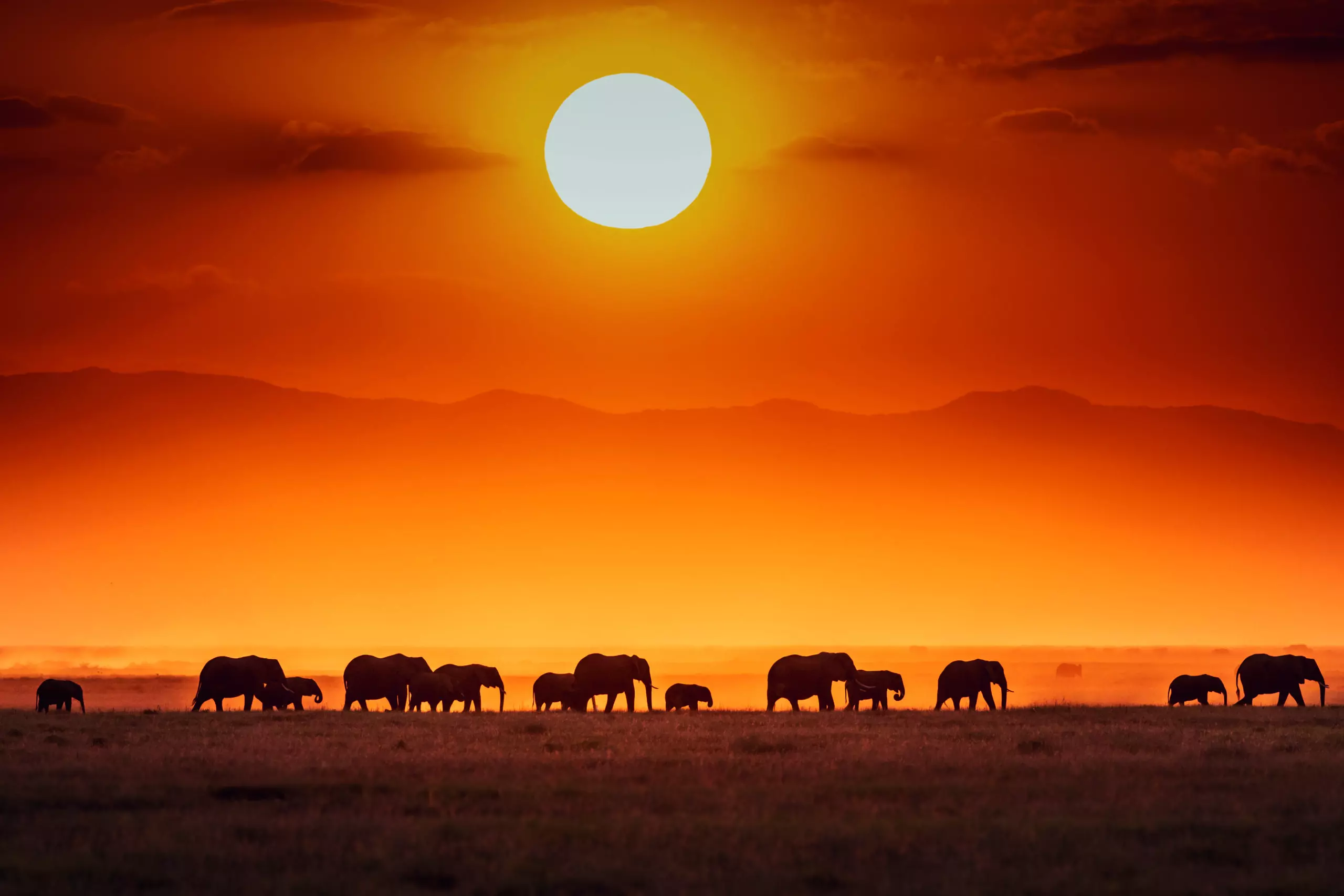 Wandbild (5874) Sunrise parade by Jeffrey C.Sink,1x.com präsentiert: Tiere,Natur,Landschaften,Sommer,Afrika,Berge,Wildtiere,Aus Afrika