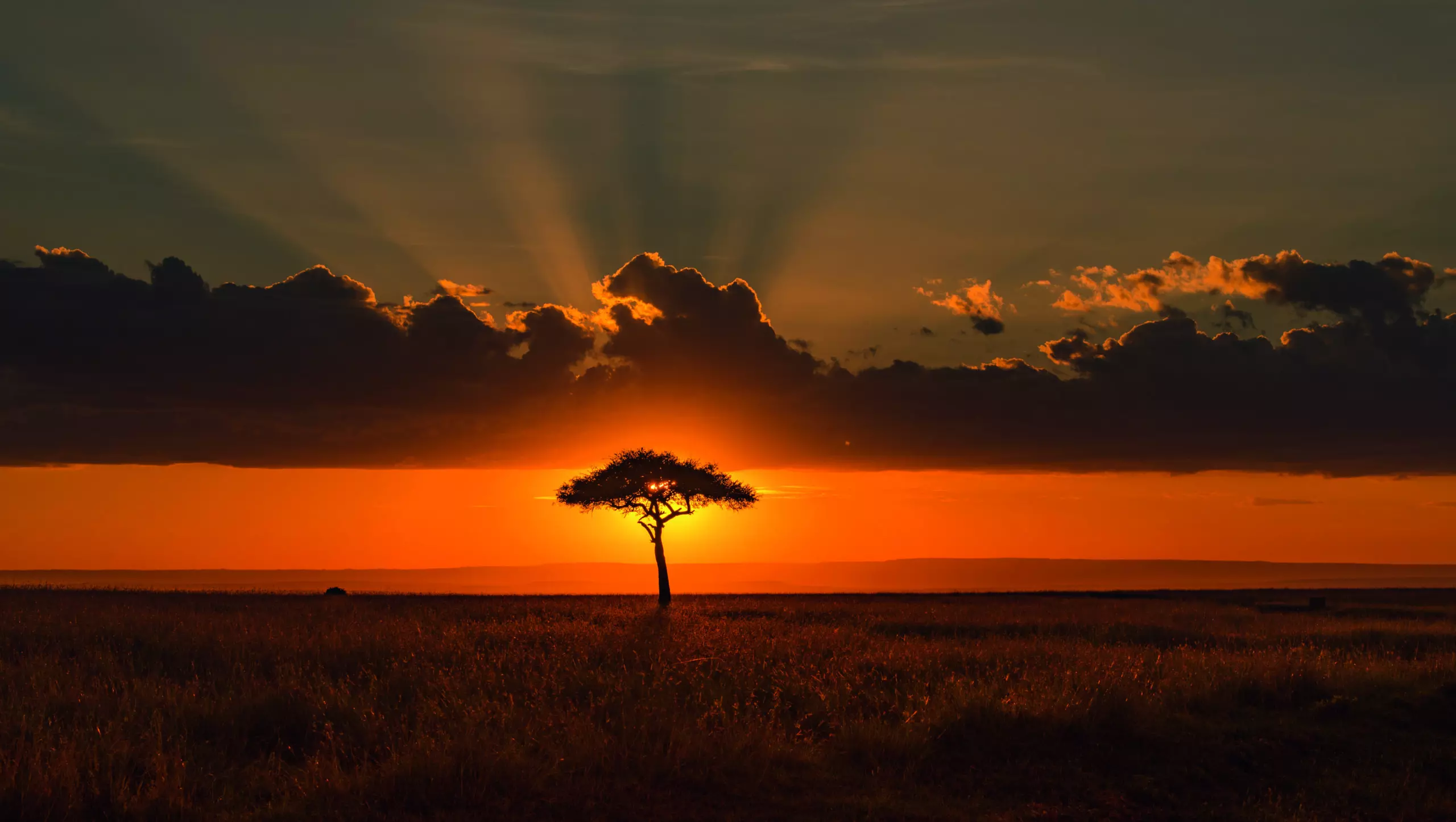 Wandbild (5875) Behind the Acacia Tree by Tony Yu, 1x.com präsentiert: Natur,Landschaften,Bäume,Afrika