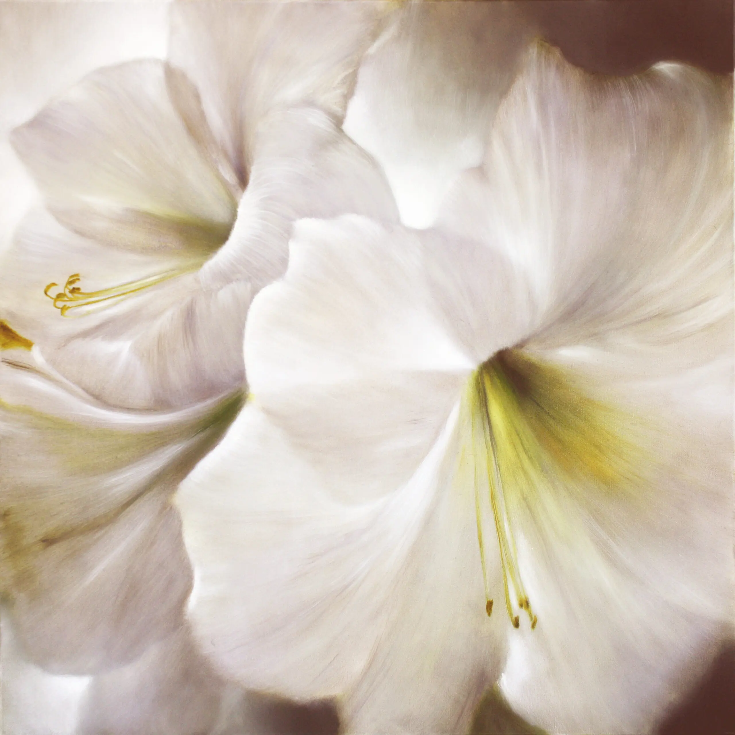 Wandbild (6075) Weiße Amaryllis II präsentiert: Natur,Blumen und Blüten