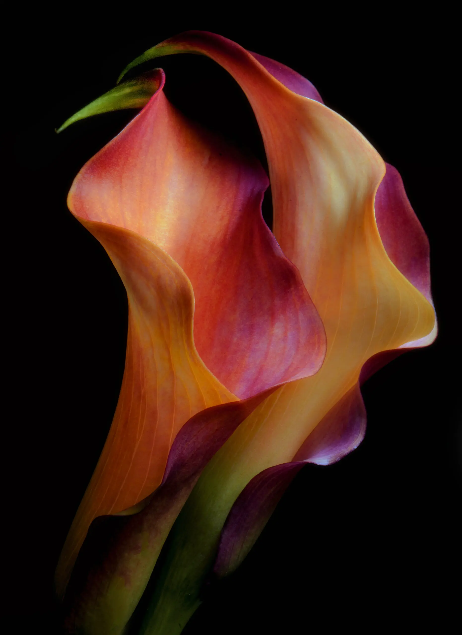 Wandbild (6092) Tenderness by Jon Kinney, 1x.com präsentiert: Stillleben,Kreatives,Natur,Blumen und Blüten